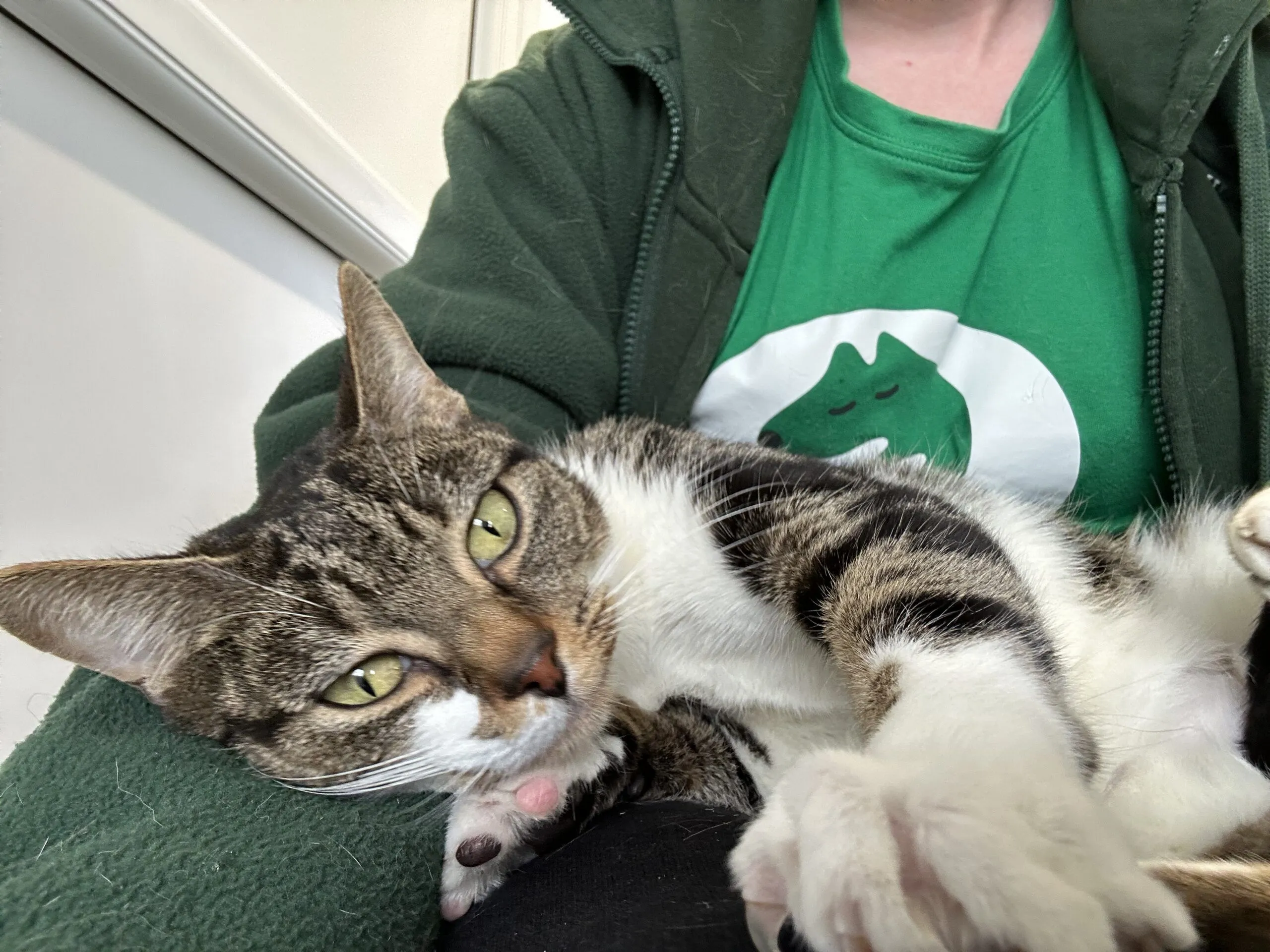A tabby cat with white paws lies comfortably on a person's lap. The person is wearing a green shirt with a dinosaur graphic and a green jacket. The cat looks relaxed and gazes towards the camera.