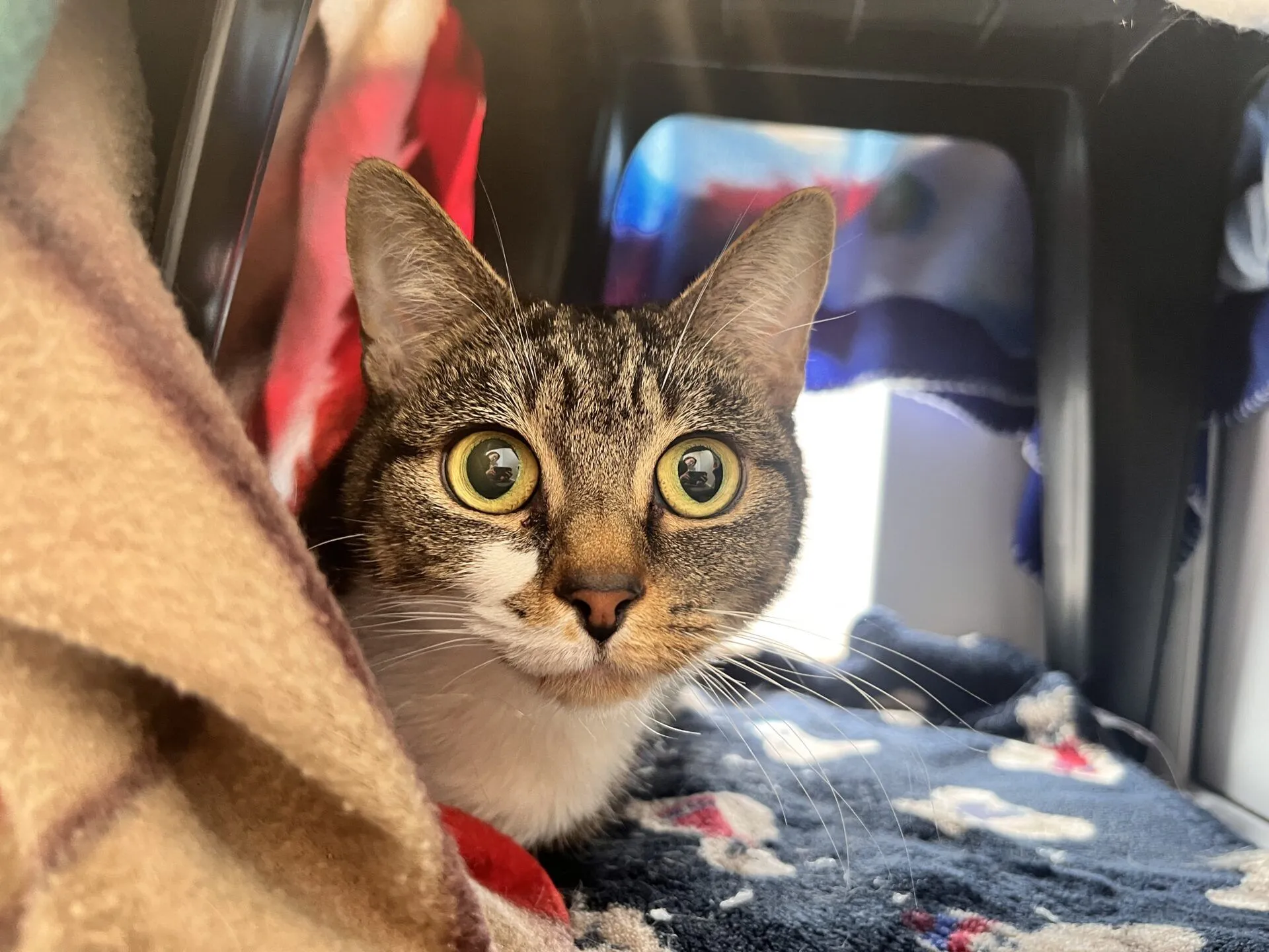 A tabby cat with wide green eyes peeks out from under colourful blankets inside a cosy, dimly lit space.