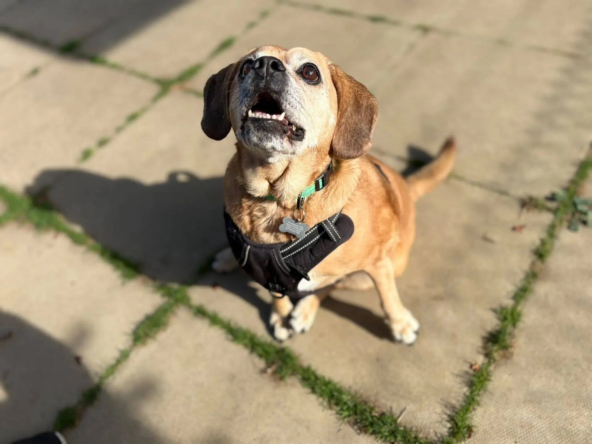 Maddie, a 11 years old female Pug X Beagle available for adoption from Woodgreen in Cambridgeshire