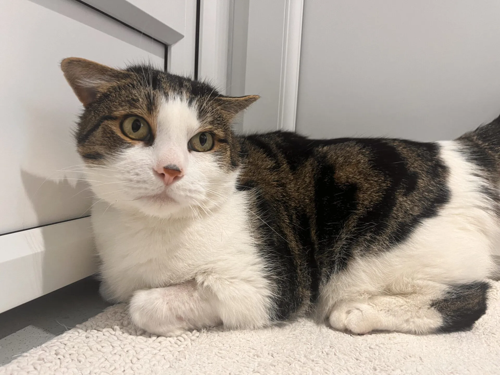 A tabby and white blaze domestic short hair cat with golden eyes lies on a light carpet next to a white cabinet, looking slightly to the side with one ear turned back.