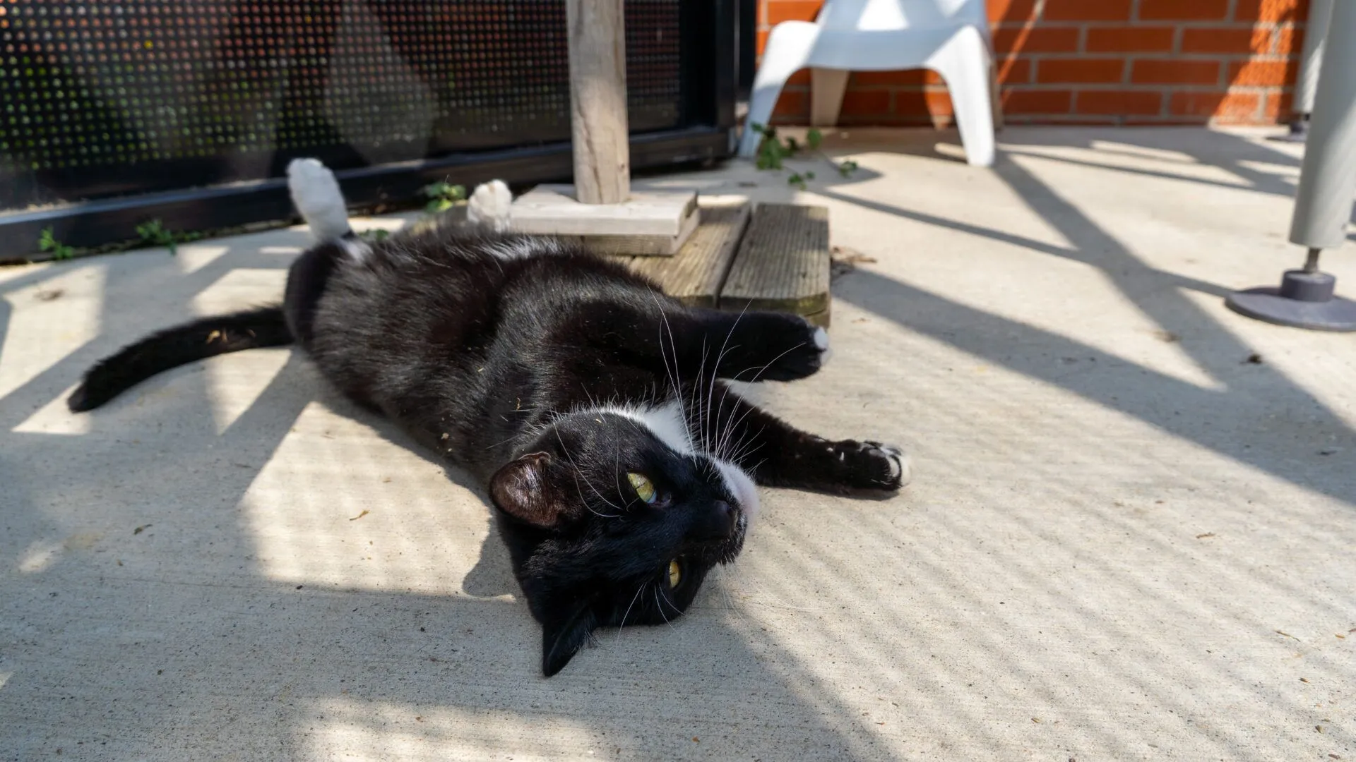 A black and white cat is lying on its back on a sunlit concrete patio, looking relaxed. Shadows from a railing create striped patterns on the ground. A white chair and red brick wall are in the background.