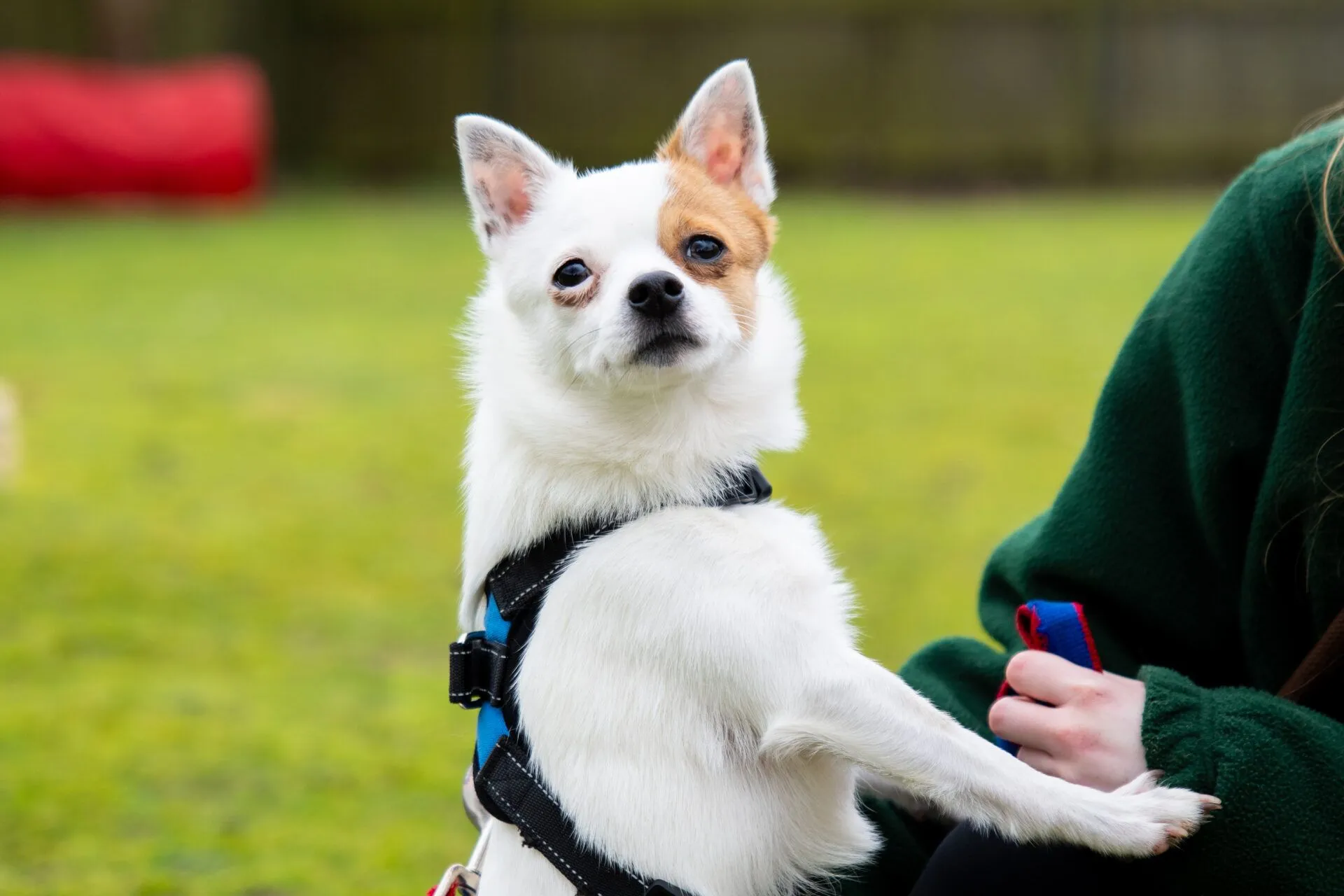 A small white dog with a brown spot over one eye, wearing a harness, sits on grass and rests its paw on a person’s arm.
