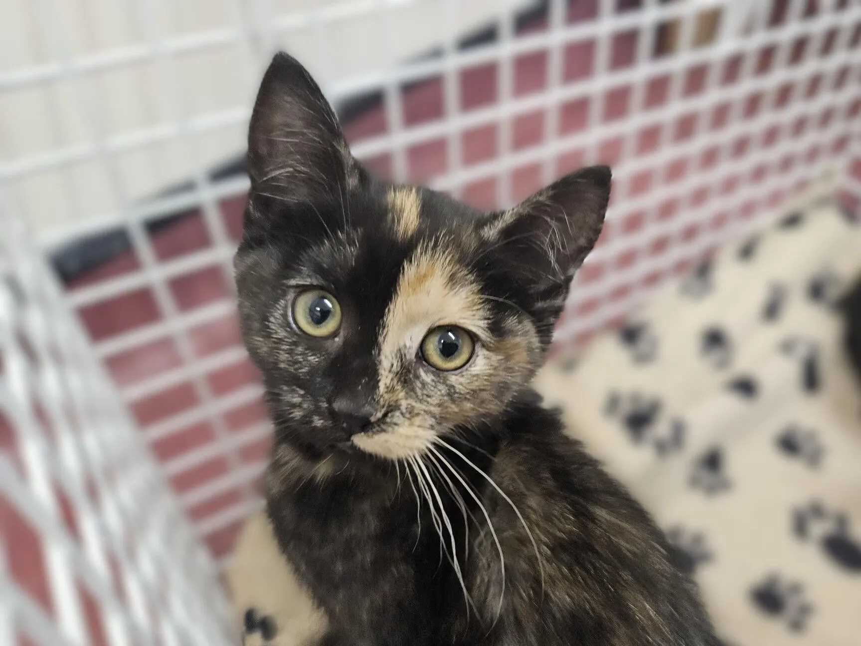 A close-up of a tortoiseshell kitten with wide green eyes, sitting in a white wire enclosure on a beige blanket with black paw prints. The kitten is looking up at the camera.