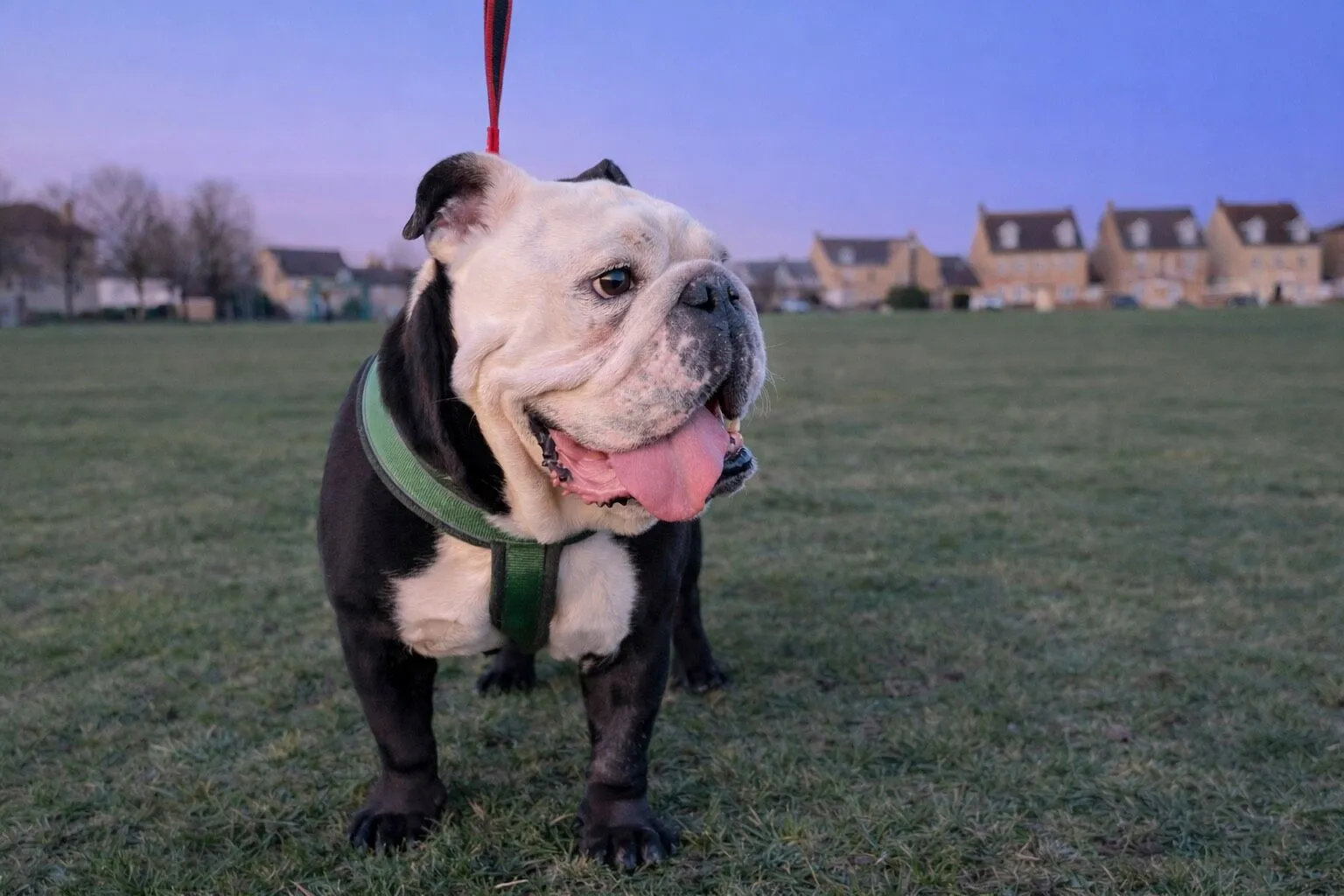 A stocky bulldog wearing a green harness stands on grass with its tongue out. Houses are visible in the background under a twilight sky, while the bulldog is held by a red lead.