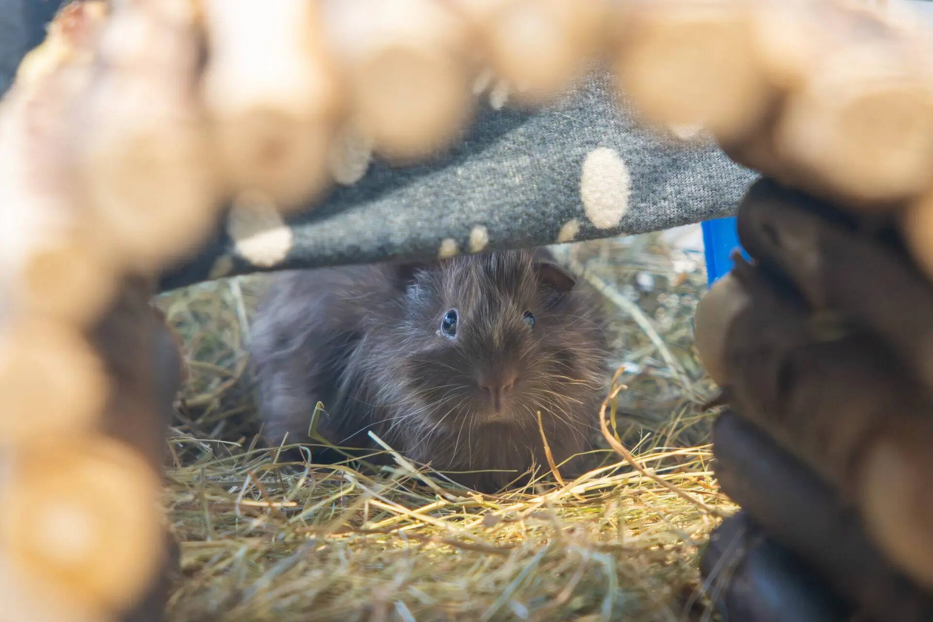 A brown guinea pig sits on hay bedding under a small wooden shelter, looking towards the camera. The shelter is made of curved sticks, and light filters through, creating a cosy environment.