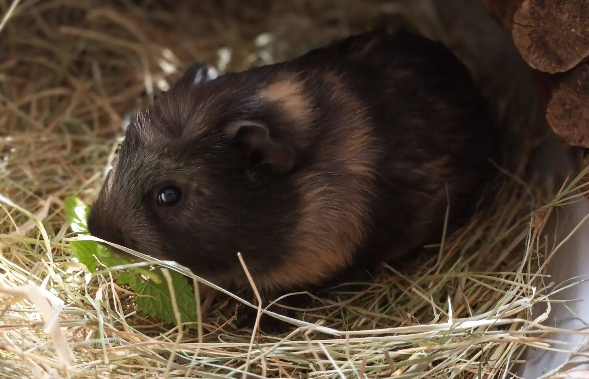 A dark brown and tan guinea pig sits on a bed of hay inside its enclosure, nibbling on a green leaf with a wooden bridge partially visible nearby.