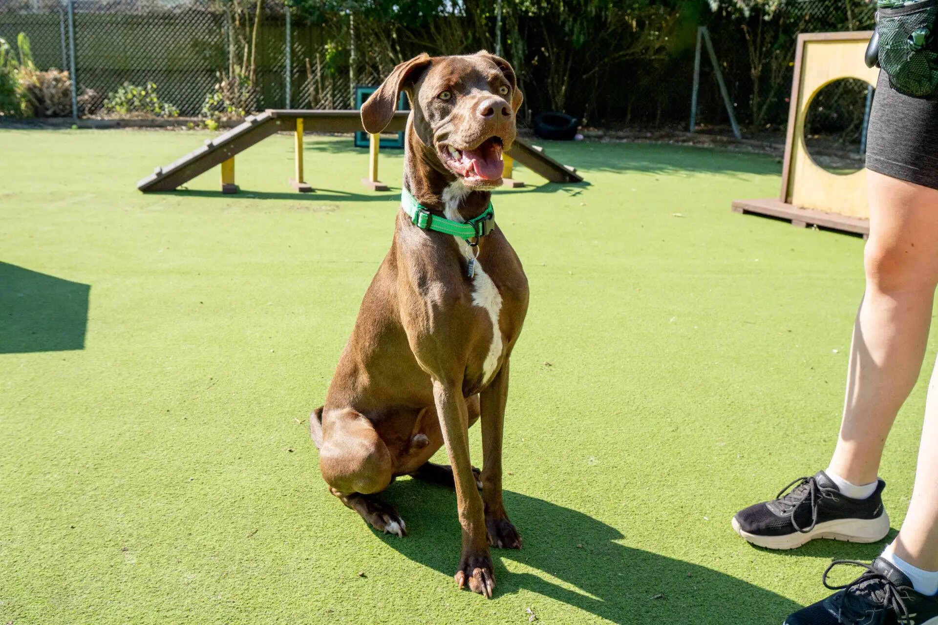 A brown Weimaraner with a green collar sits on artificial grass in a sunny outdoor area, with agility equipment in the background and a person standing nearby.