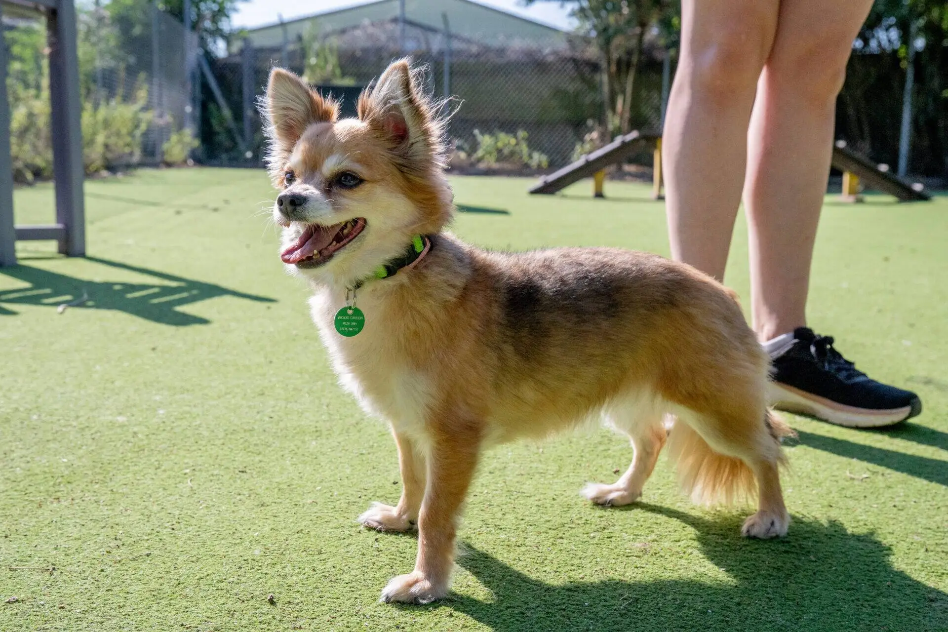 Small brown and white dog with pointed ears stands on green grass near a person's legs, looking alert and happy outdoors in sunny weather.