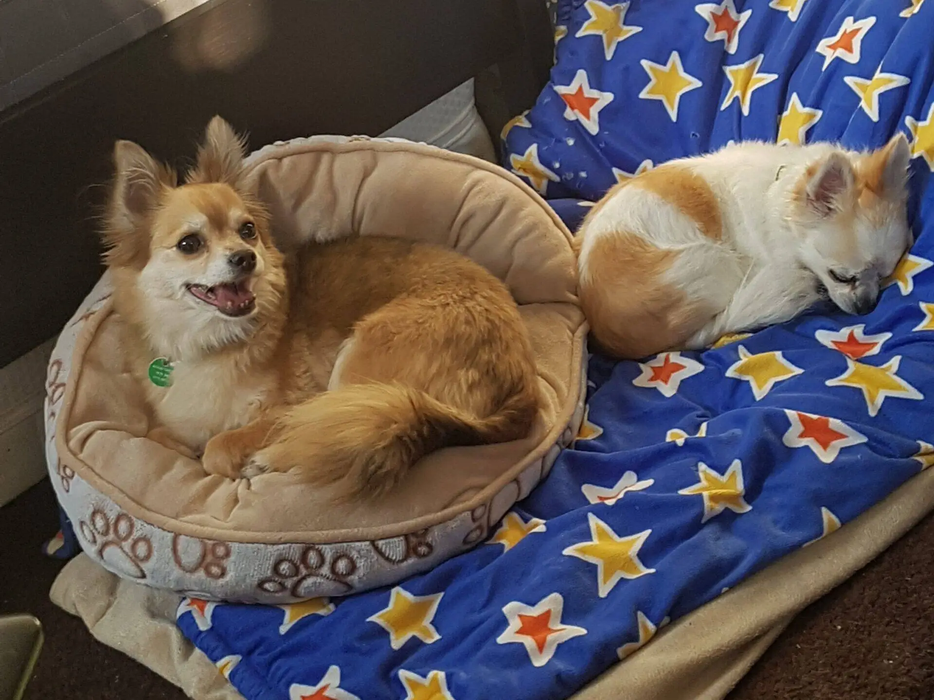 Two small brown and white chihuahua dogs are resting; one, named Shay, is lying in a round dog bed, looking up with its tongue out as if it’s hoping for a biscuit, while the other is curled up asleep on a blue blanket with yellow stars.