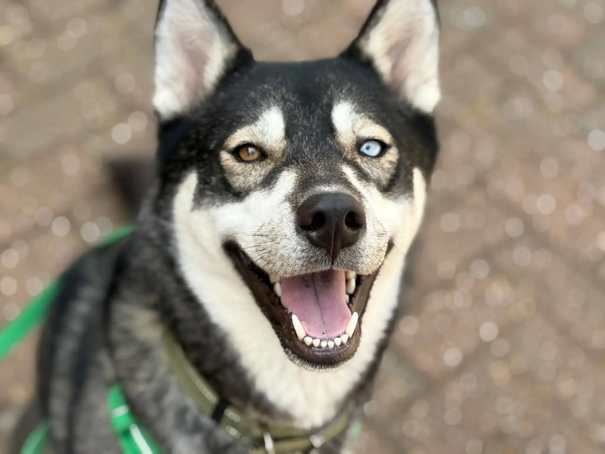 A happy black and white dog, Bonnie the Siberian Husky, with one blue eye and one brown eye looks up, mouth open as if smiling, wearing a green lead and collar, sitting on a paved surface.
