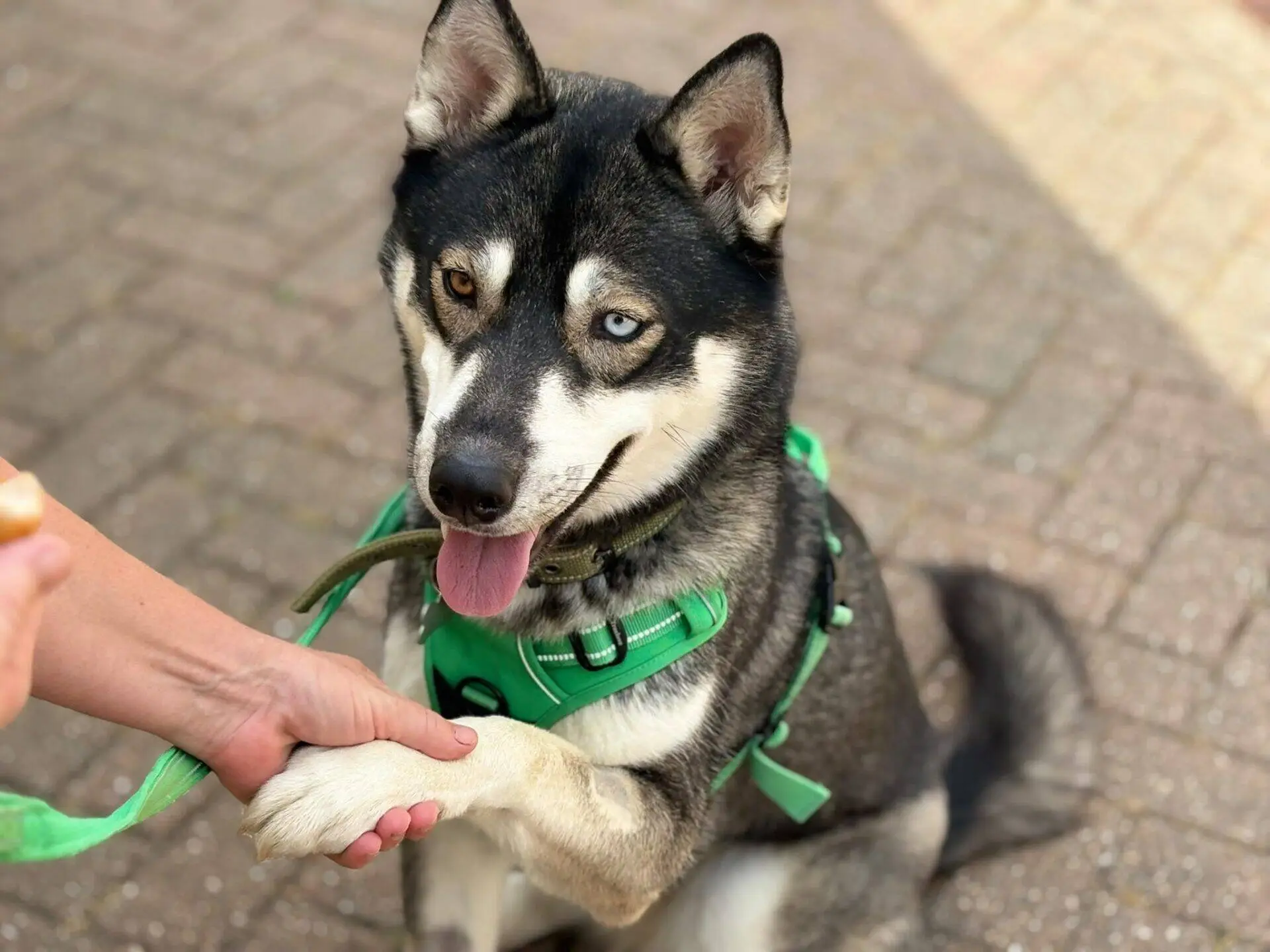 Bonnie the Siberian Husky, with one captivating blue eye and one warm brown eye, sits patiently on a brick path wearing a green harness. The dog extends her paw to shake hands with a person whose arm is visible in the foreground.