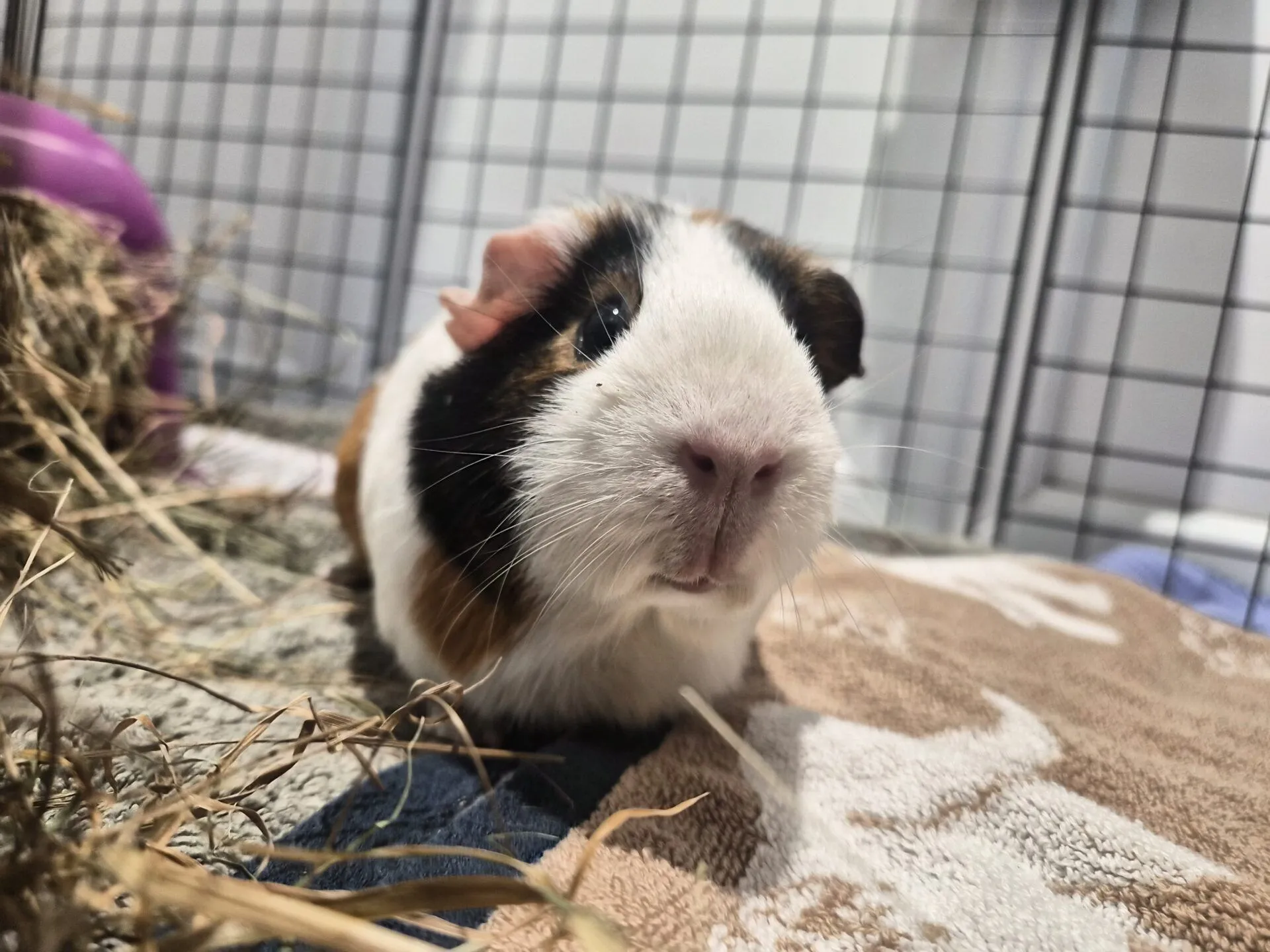 A close-up of a brown, black, and white guinea pig sitting on a patterned towel inside a cage, with hay visible in the background.