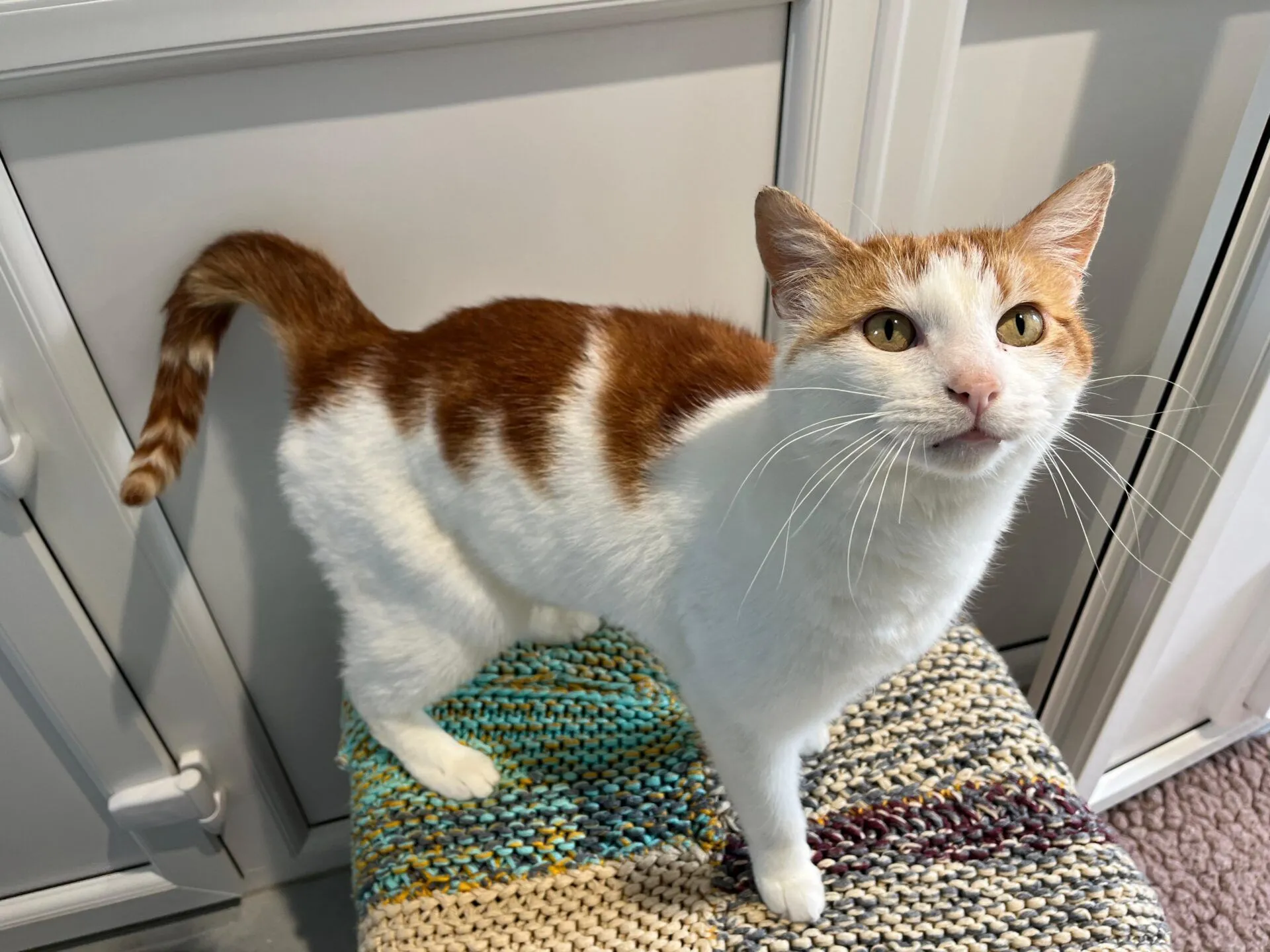 A white cat with orange patches stands on a woven stool, looking up with its tail curled. The background shows a white cupboard and part of a wall.