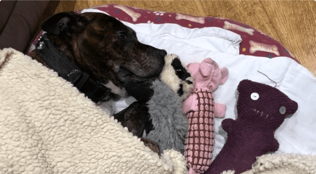 Dog sleeping with teddies