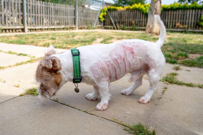 A small white dog with a green collar and patchy, irritated skin on its side sniffs the ground outside on a sunny day, standing on a path near grass and a wooden fence.
