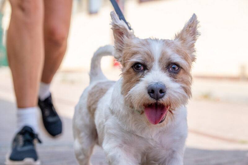 A small, happy dog with brown and white fur walks on a lead, mouth open and tongue out, next to a person wearing black trainers and white socks.