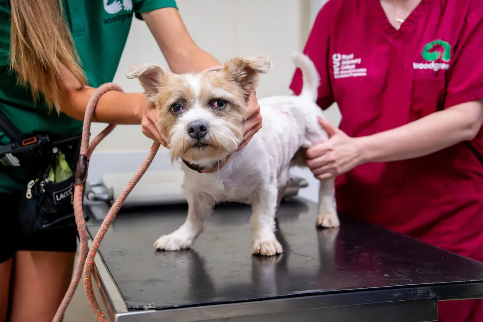 A small dog stands on a vet’s table, being gently held by two people in uniforms, one green and one red. The dog looks directly at the camera, appearing calm but alert.