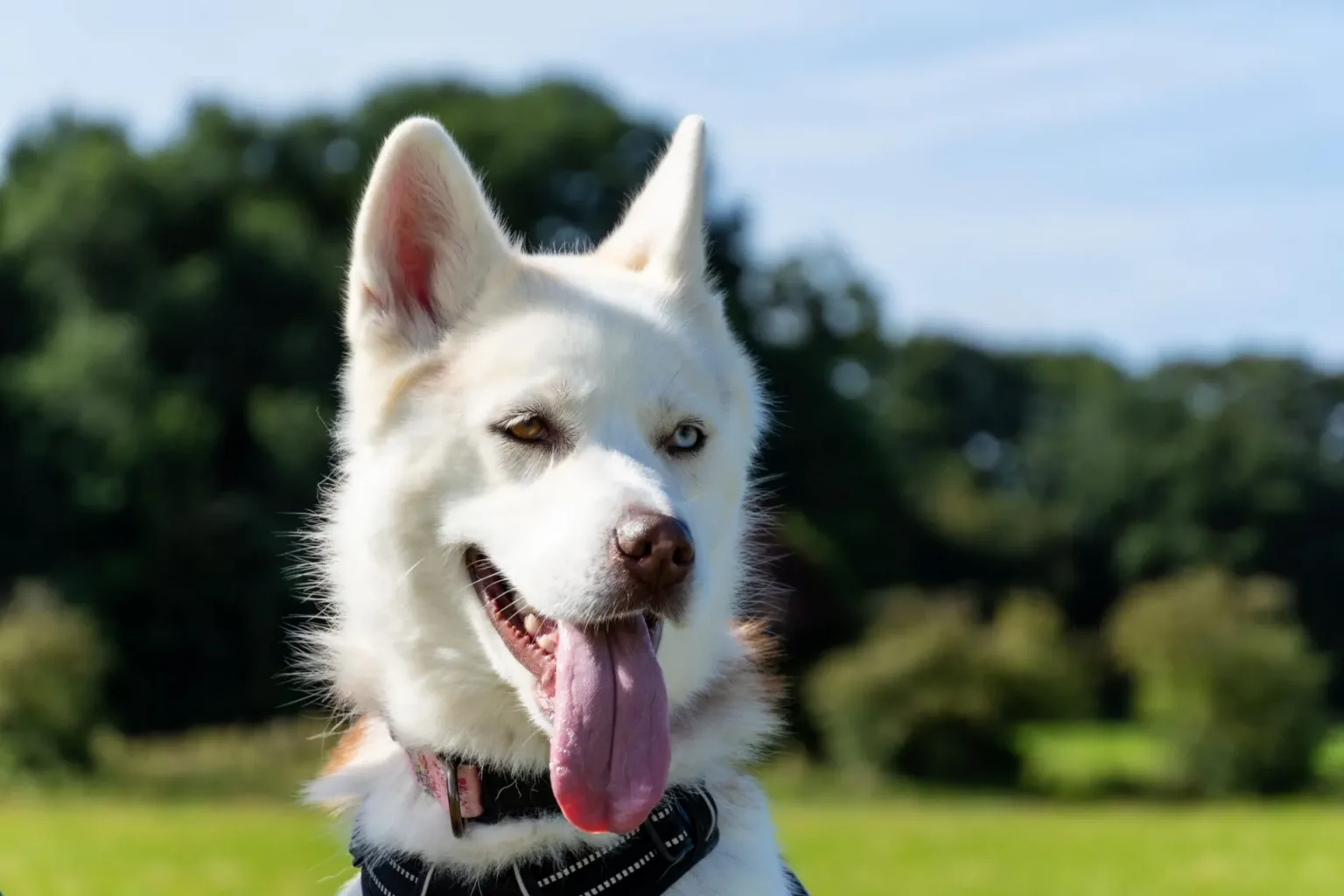 A white husky with blue eyes and its tongue out sits in a sunny green field with trees in the background.