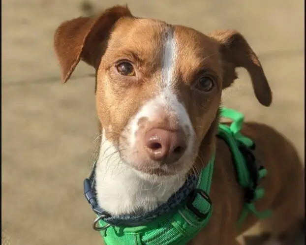 Small brown dog with white markings on its face and chest, wearing a bright green harness and looking directly at the camera with one ear flopped down. The background is blurred pavement.