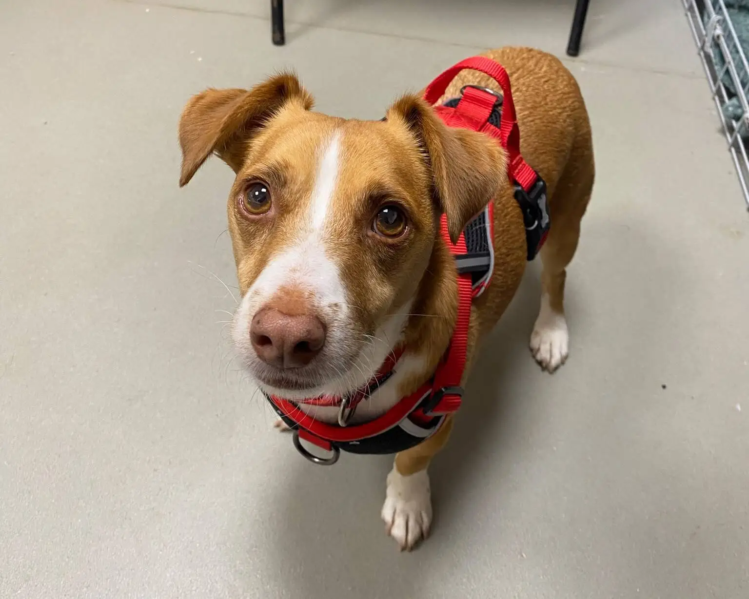 Brown and white dog wearing a red harness stands on a light grey floor, looking up with wide, expressive eyes.
