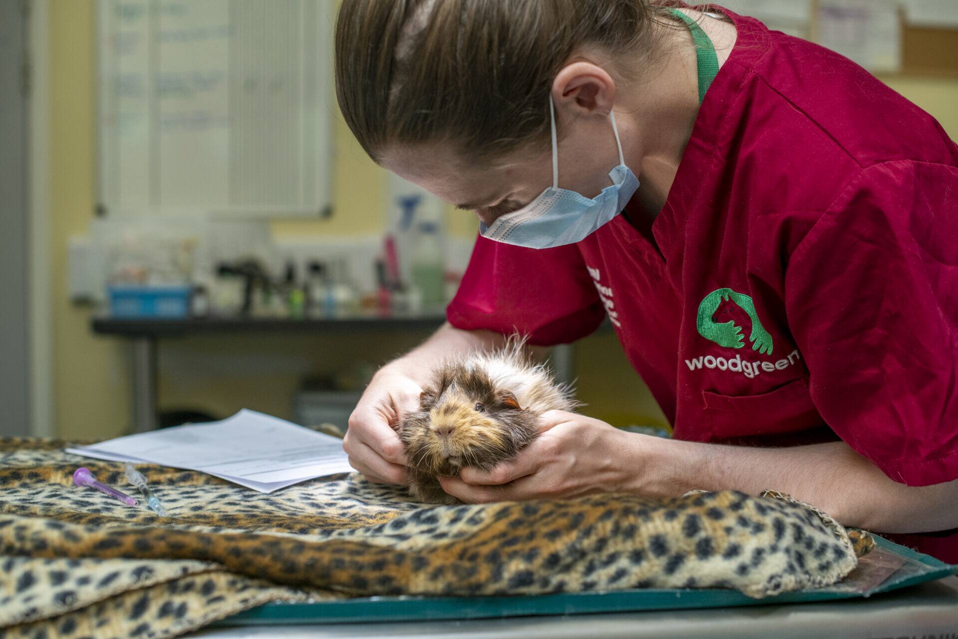 A vet wearing a red uniform and face mask examines a guinea pig on a spotted blanket in a surgery, with medical forms, equipment, and virtual gifts displayed in the background.