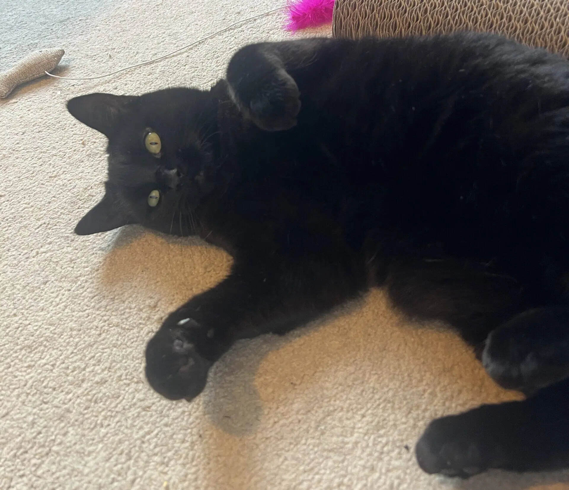 A black cat lies on its back on a beige carpet, looking at the camera with green eyes. A pink toy and a cardboard scratcher are visible in the background.