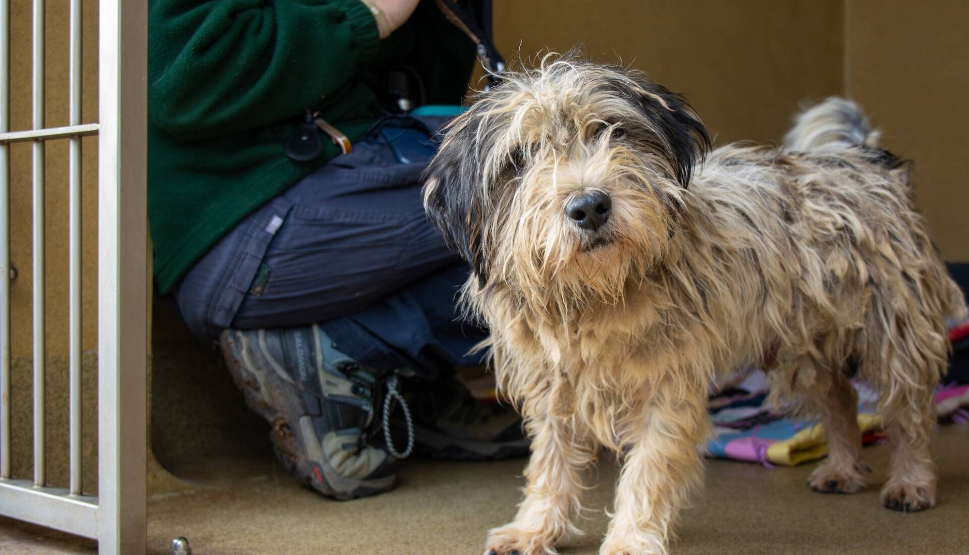 A scruffy, tan and black dog stands in a kennel near a person in dark clothes. The person is crouched beside the open gate, ready to help us be fully prepared for the pets that need us, while a colourful blanket is on the floor behind the dog.