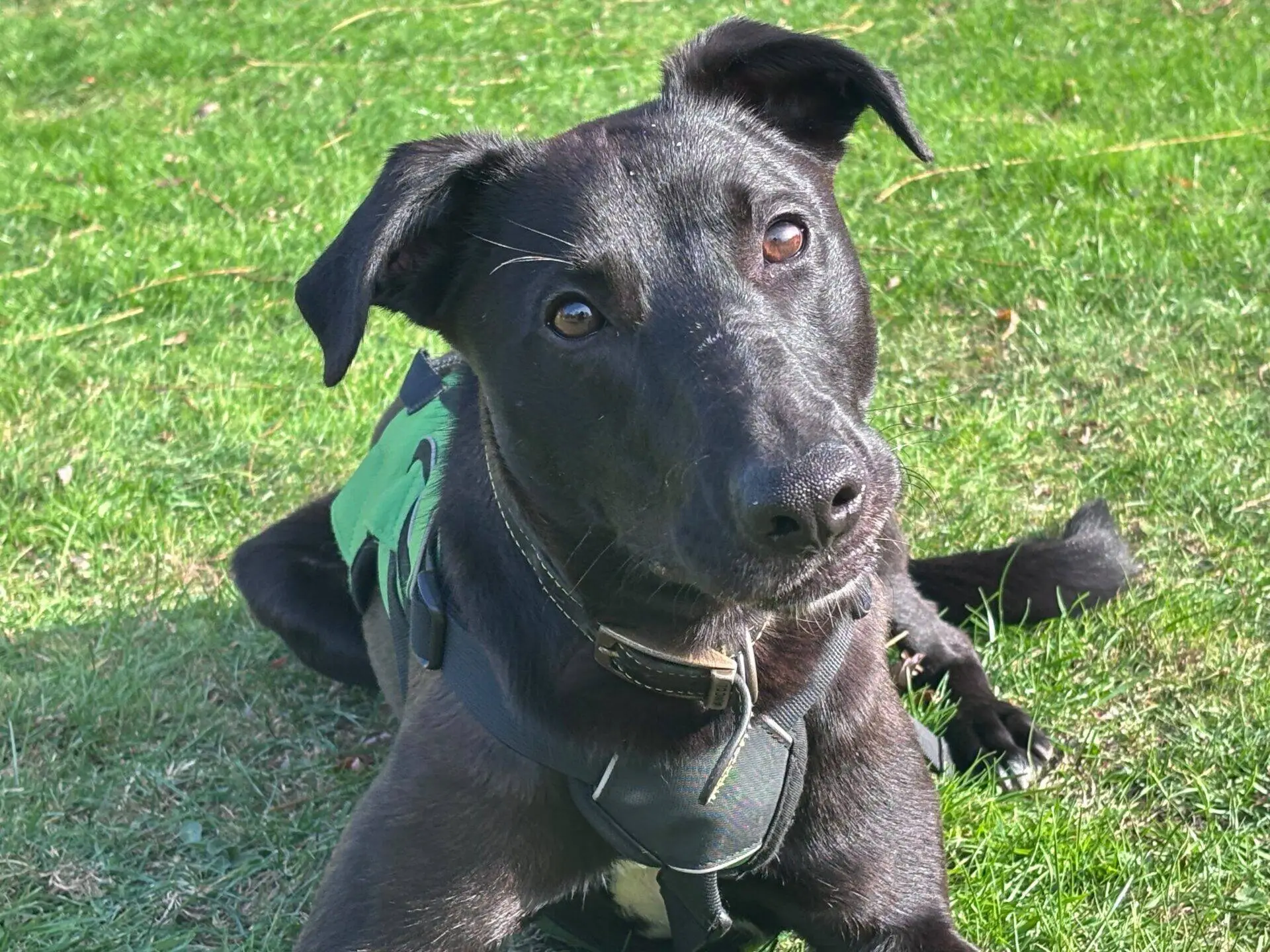 A black Lurcher dog named Ferb with a green harness lies on green grass, looking up with its head tilted slightly to the side. The sun highlights Ferb’s shiny coat and curious expression.