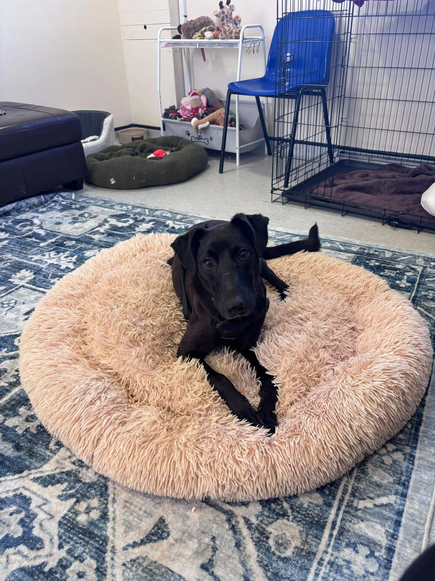 A black Lurcher dog named Ferb lies on a round, fluffy beige bed in a cosy room with dog toys, a crate, a blue chair, and a patterned rug.