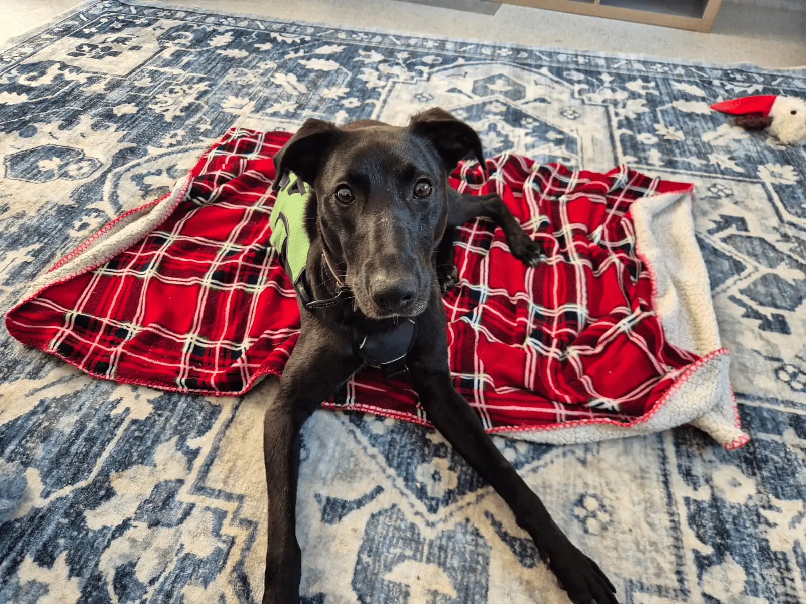 A black Lurcher dog named Ferb with a green harness lies on a red checked blanket on a blue patterned rug, looking up at the camera. A soft toy can be seen in the upper right corner.