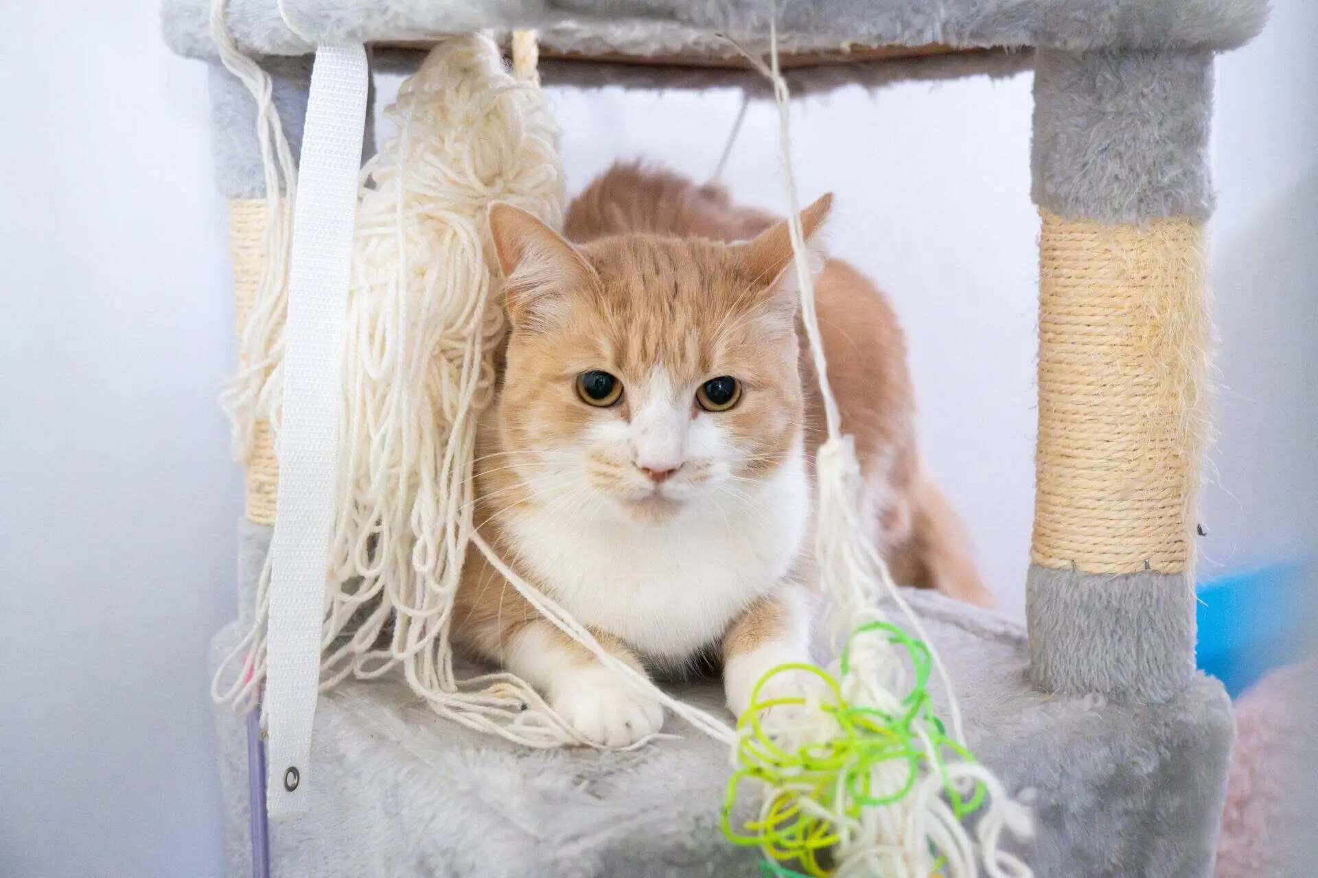 A light orange and white cat lies on a grey cat tree, surrounded by tangled string and wool. The cat looks directly at the camera with a relaxed but curious expression.