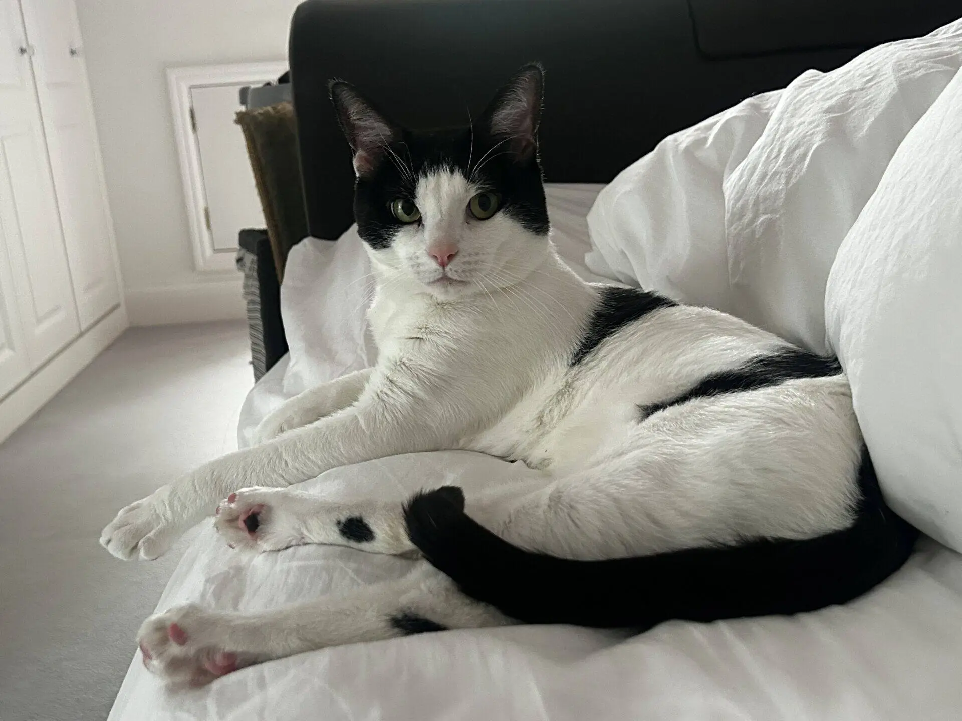 A black and white cat with upright ears is lying stretched out on a white bed, looking directly at the camera. The background shows a wardrobe and soft natural light.