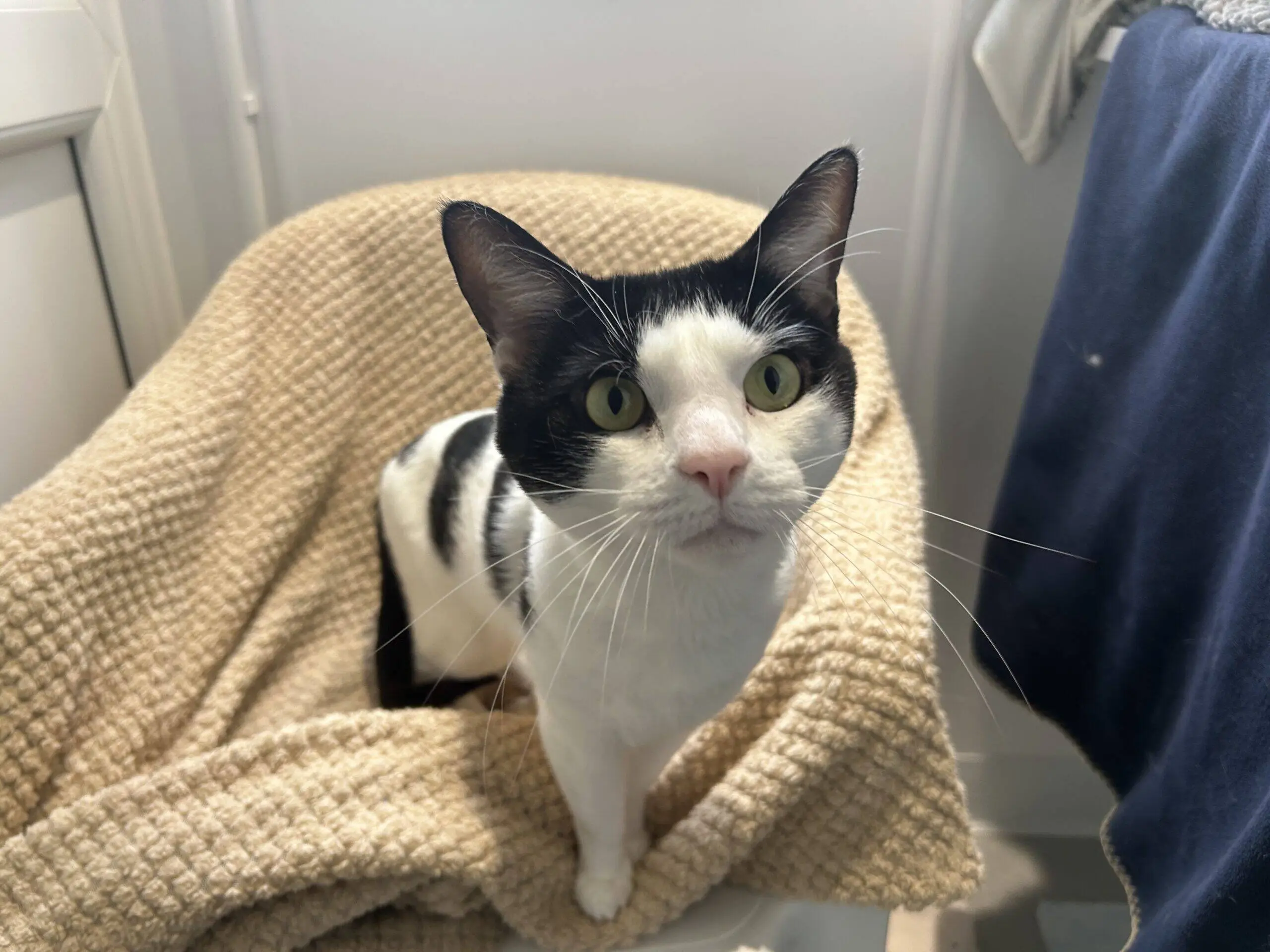 A black and white cat with wide green eyes sits on a beige textured blanket draped over a chair, looking up at the camera in a softly lit room.