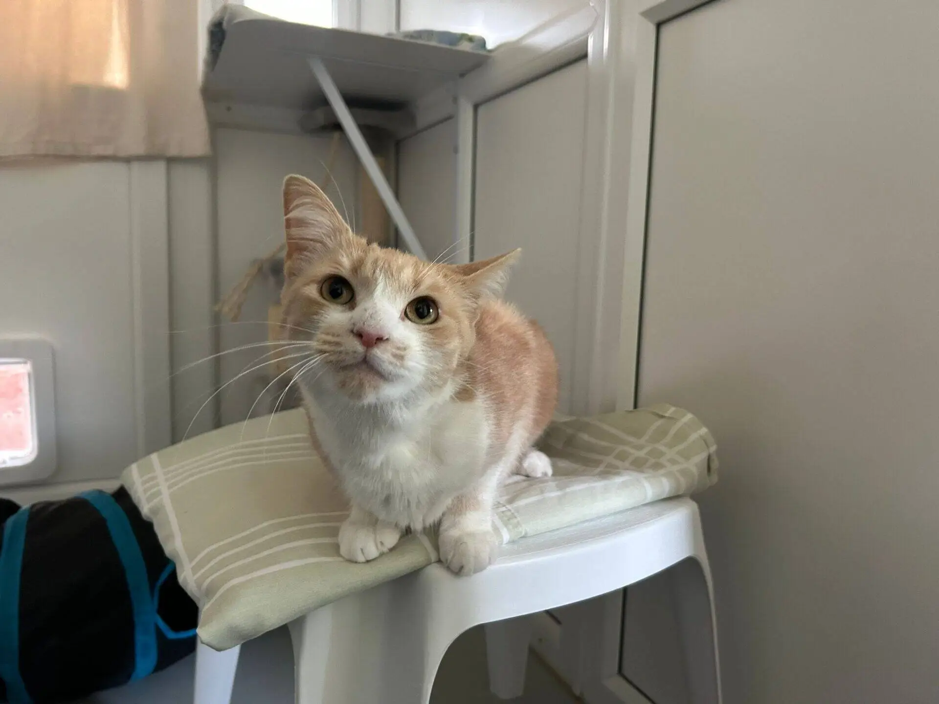 A cream and white cat with large ears sits on a folded towel atop a white plastic stool in a sunlit room, looking up curiously at the camera.