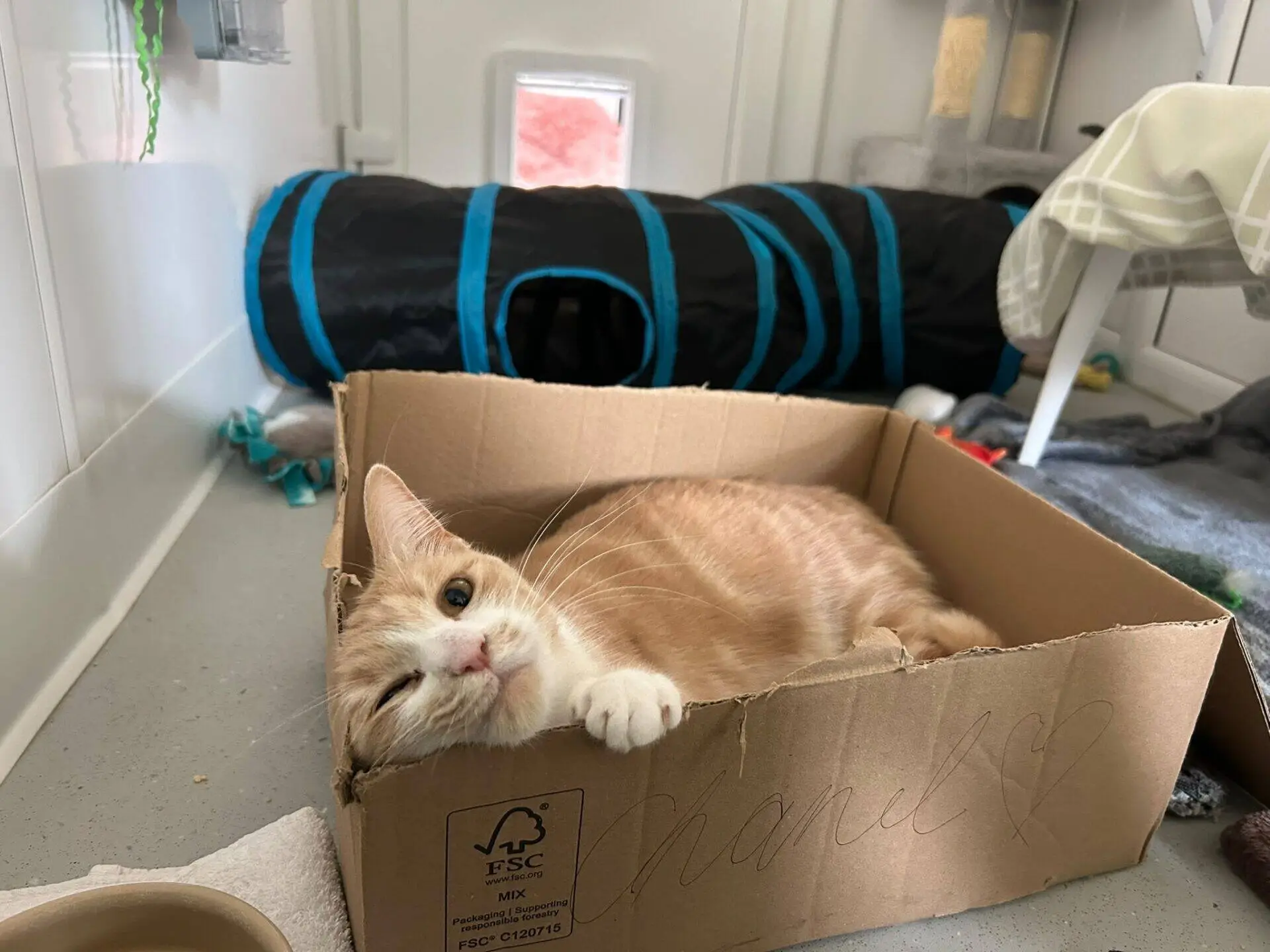 A light orange and white cat lies comfortably in a cardboard box, inside a room with toys, a black and blue play tunnel, and a cat flap in the door. The cat looks at the camera with one eye partly closed.