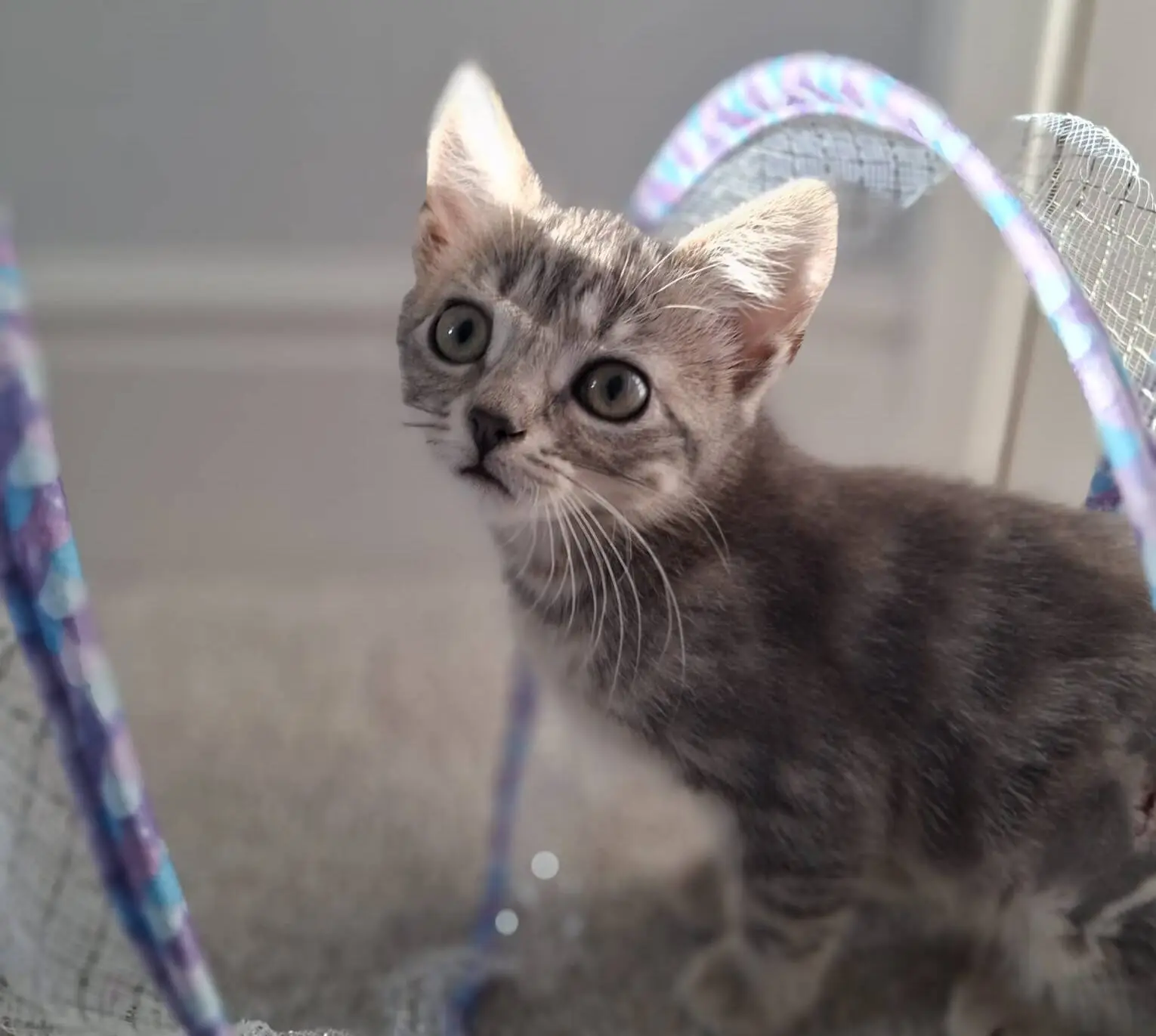 A grey tabby kitten with large green eyes stands on a carpeted floor, surrounded by purple and blue play tunnels, looking curiously at the camera.