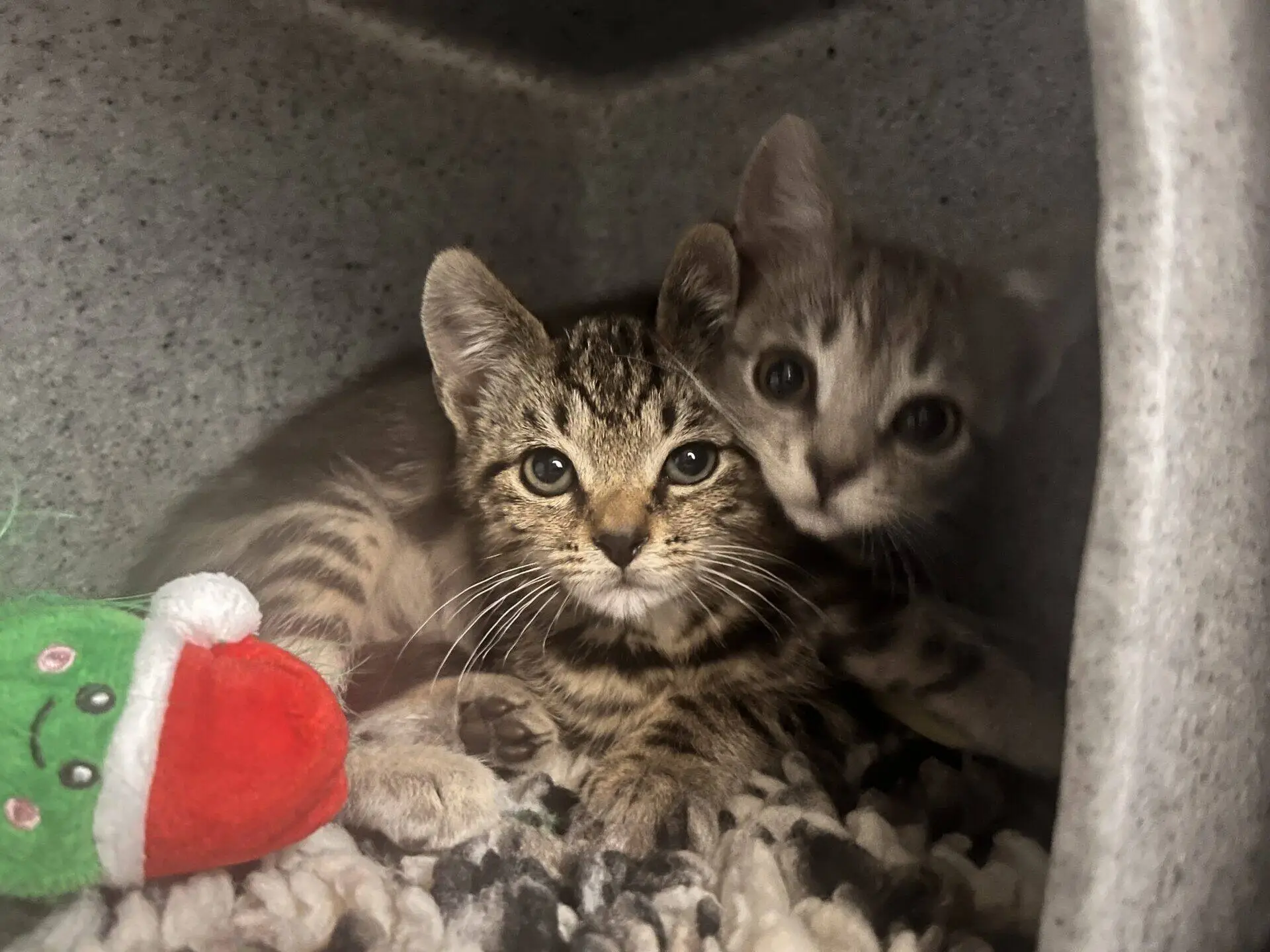 Two tabby kittens cuddle together on a soft, textured blanket inside a cosy, grey shelter. A green plush toy with a red Father Christmas hat is visible in the lower left corner.
