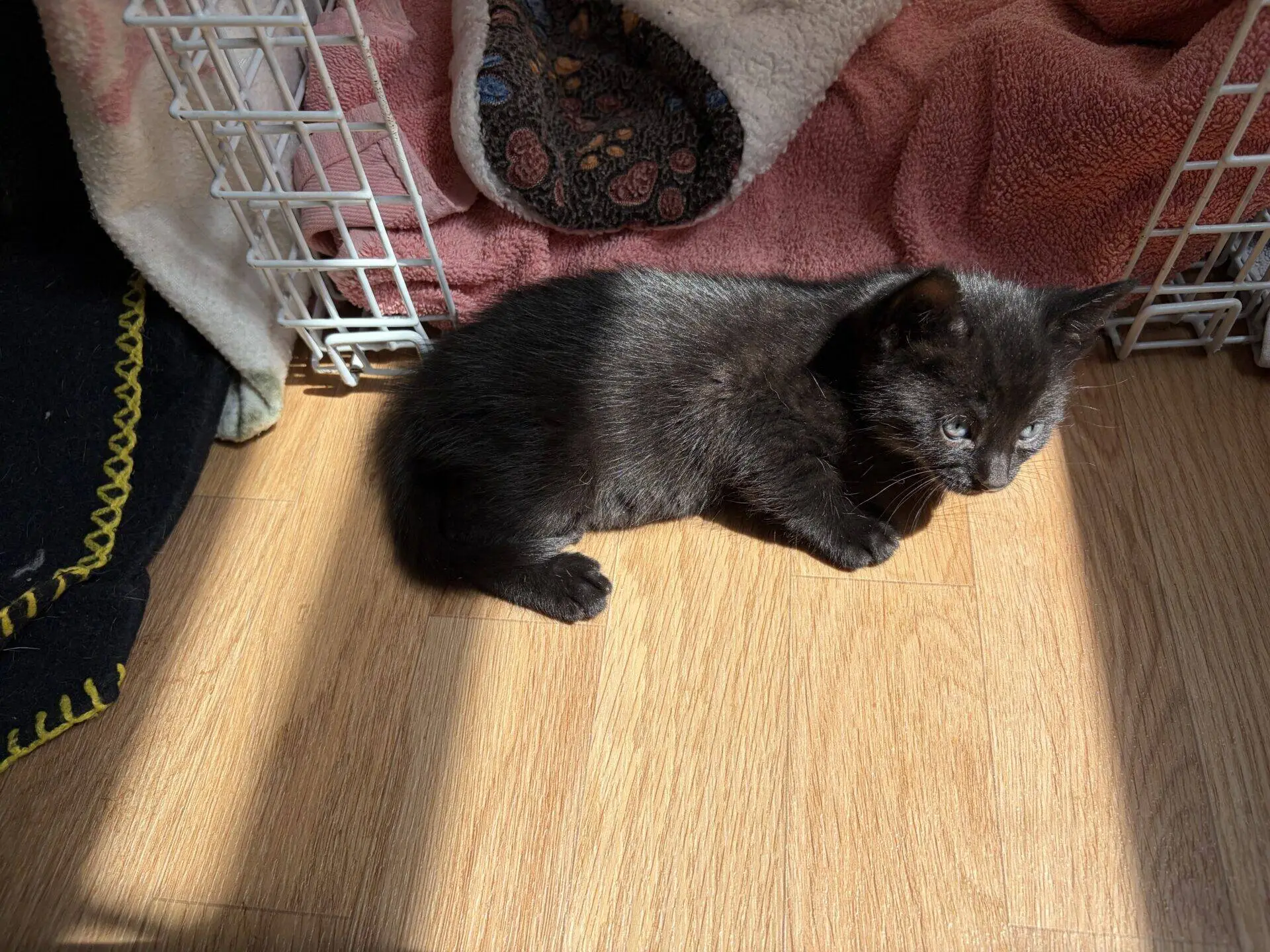 A small black kitten lies on a wooden floor in a patch of sunlight near a white metal crate and pink towels. The kitten looks to the side, with soft shadows around it.