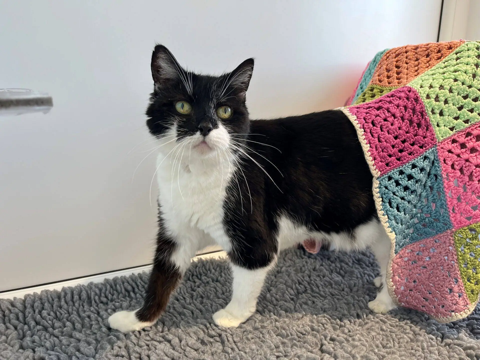 A black and white cat stands on a grey textured rug, partially covered by a colourful crocheted blanket with pink, orange, blue, and green squares, in front of a white background.