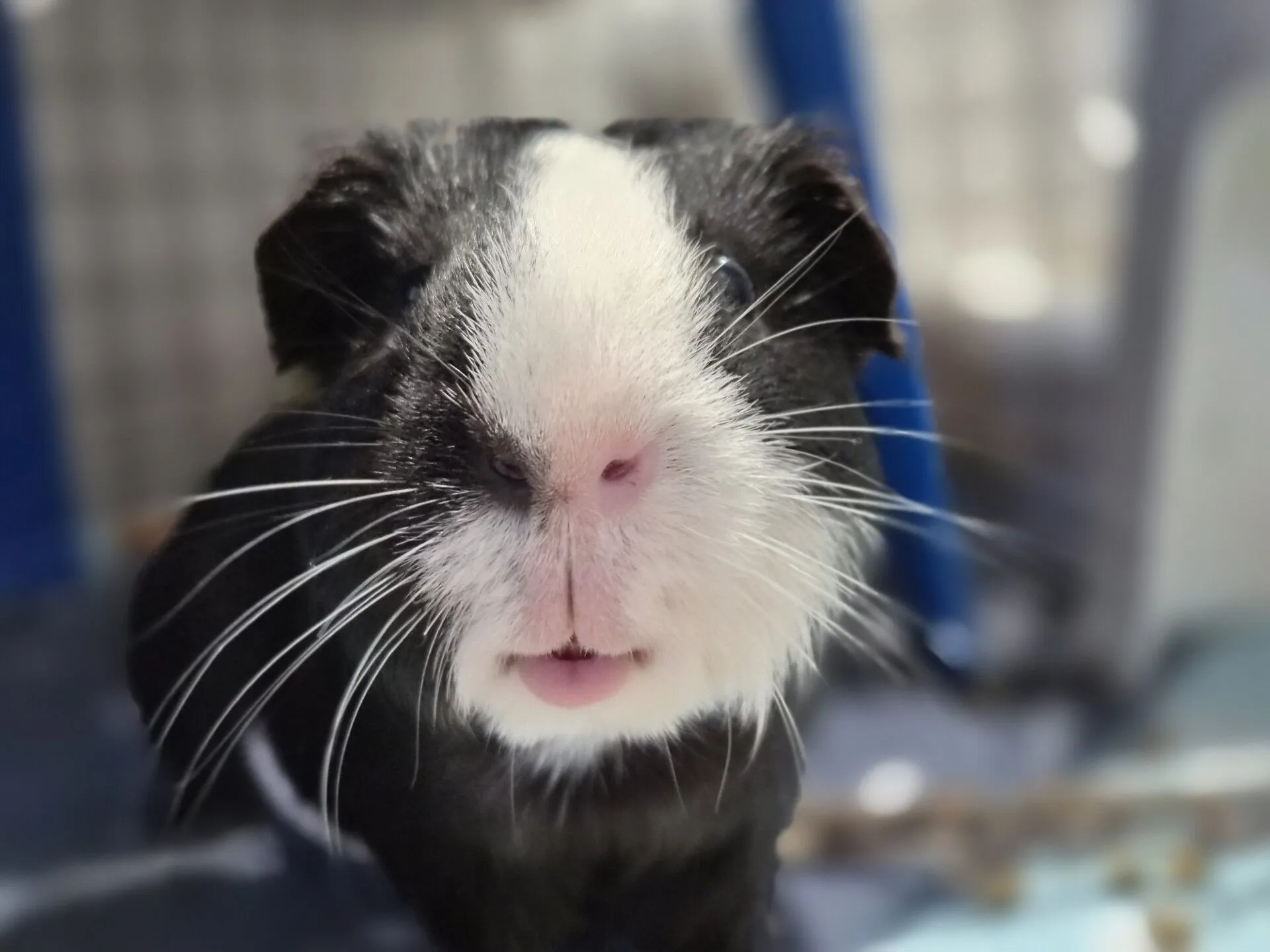 A close-up of a black and white guinea pig with a pink nose and long white whiskers, looking directly at the camera. The background is slightly blurred.