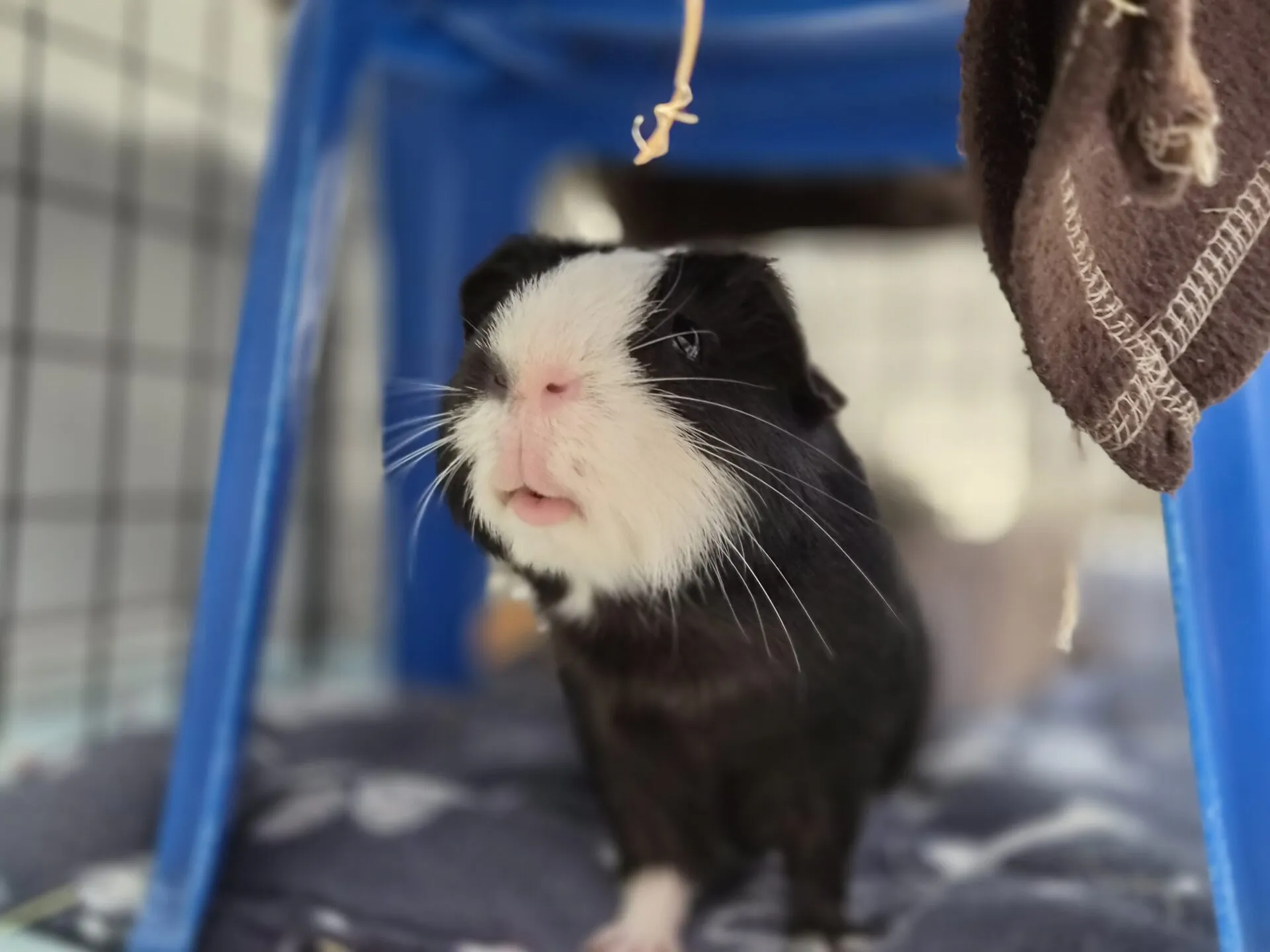 A black and white guinea pig stands under a blue plastic stool, looking up. A brown blanket hangs nearby, and the guinea pig is on a soft blanket inside a cage.