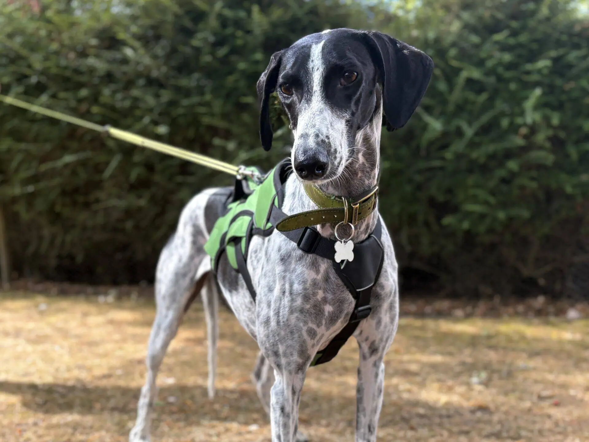 A black and white dog wearing a green harness stands on dry grass, looking at the camera, with green bushes in the background.