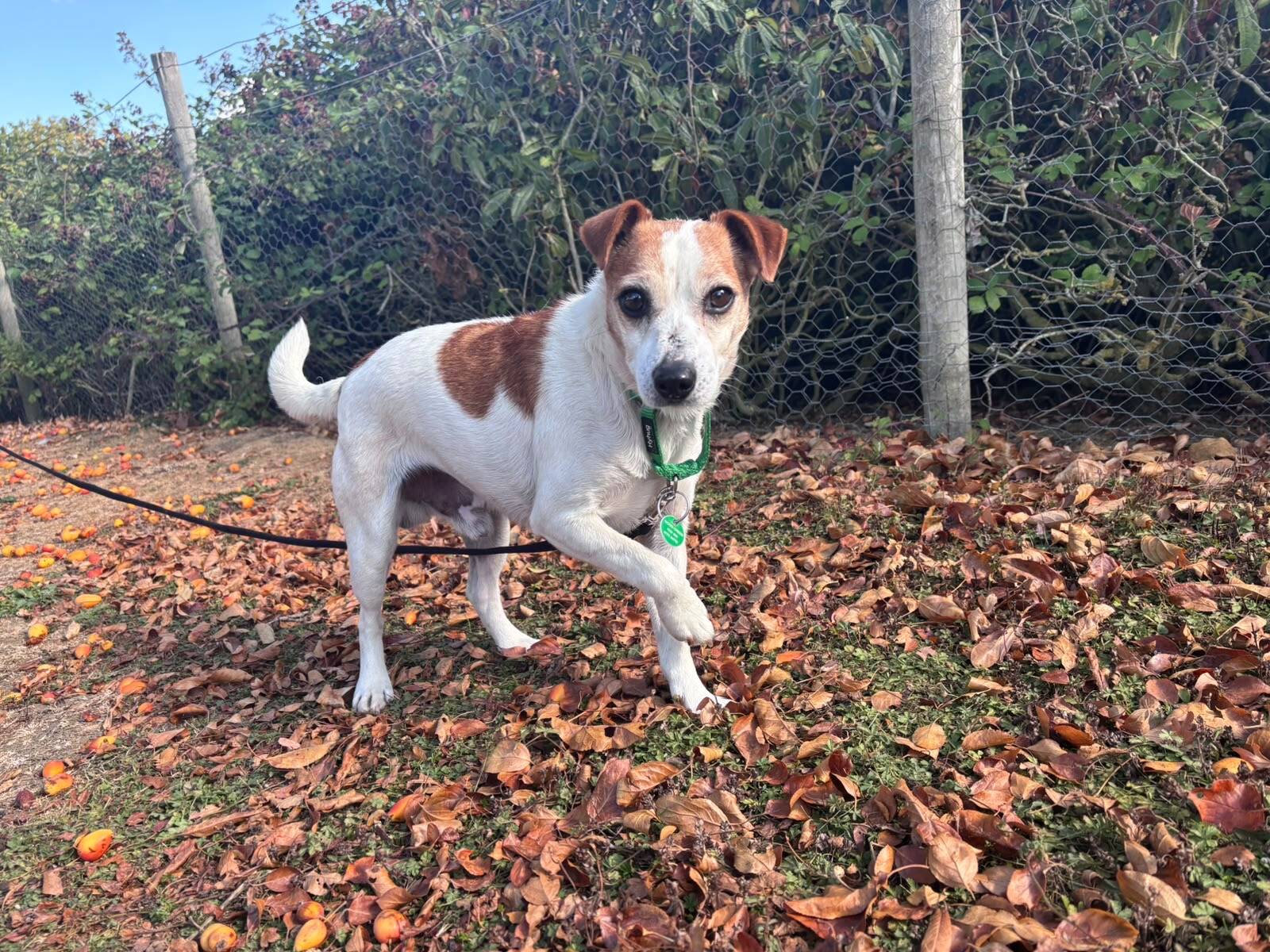 A small white and brown Jack Russell terrier with a green collar stands on autumn leaves near a wire fence, lifting one front paw and looking towards the camera.