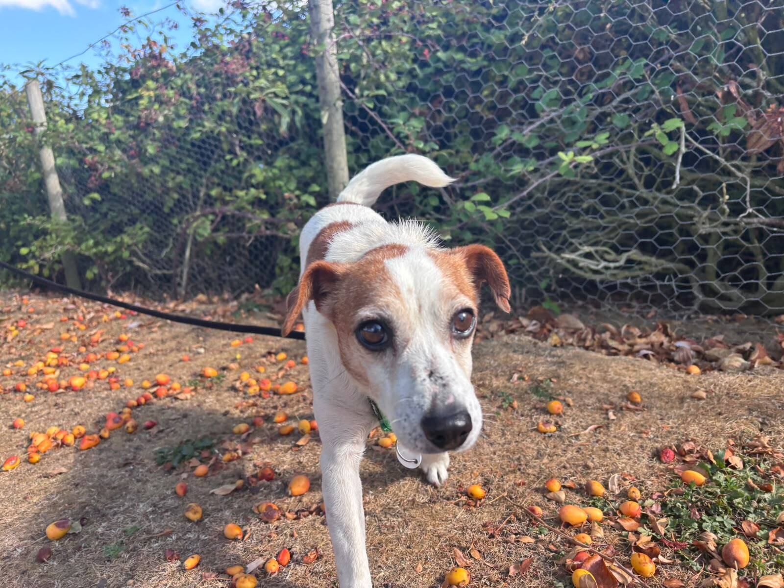 A small brown and white Jack Russell terrier walks on dry grass covered with orange berries, with green bushes and a wire fence in the background.
