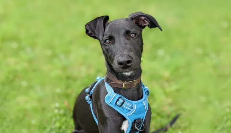 Black dog with a blue leash