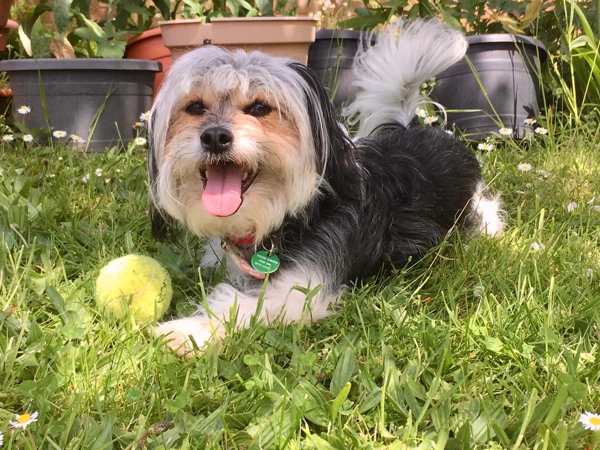 Minnie the dog with a ball - Woodgreen