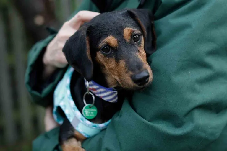 Dachshund dog Tinkerbell, The Dog House Season 5