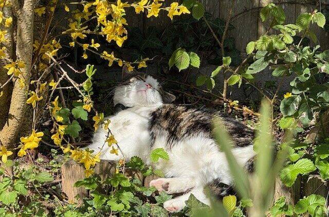 A domestic short-haired cat lies on its side, peacefully sleeping in a sunlit garden beside yellow flowering branches and green plants. The cat is partially in the shade and appears relaxed and content.