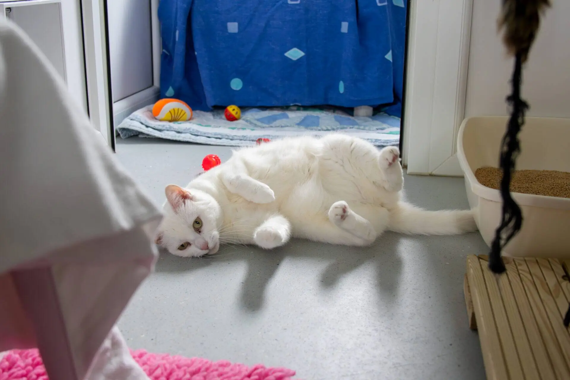 A white cat lies on its back on a grey floor in a room, near a litter tray and colourful toys. A blue curtain hangs in the background, and sunlight shines through a nearby window.