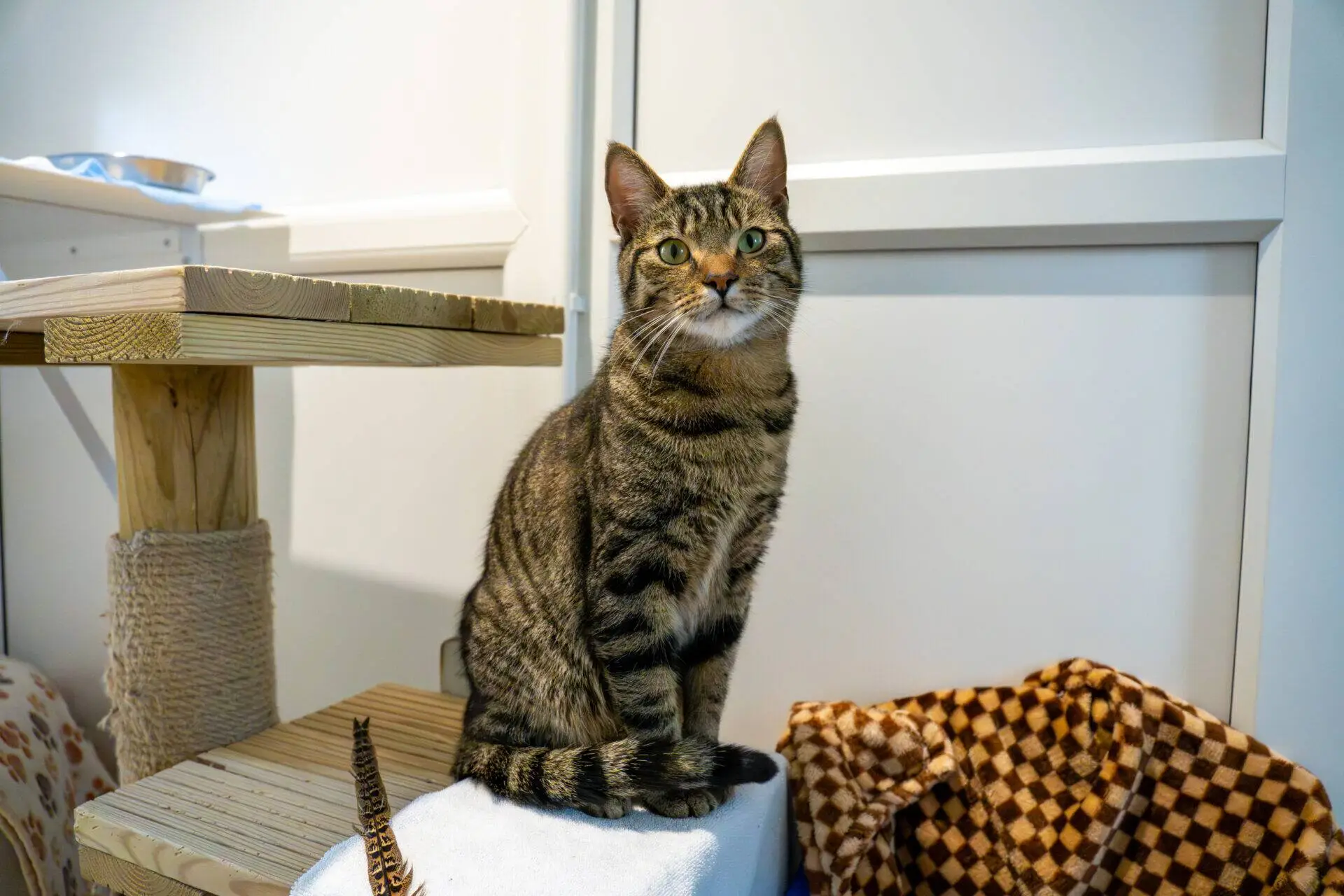 A tabby cat with green eyes sits upright on a white cushion next to a cat tree and a brown patterned blanket, looking directly at the camera in a well-lit indoor space.
